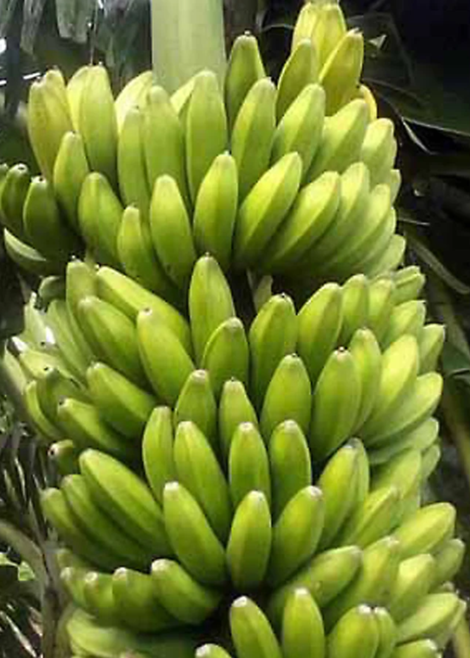 Green bunches of unripe Sweetheart bananas (Musa acuminata FHIA-3) growing on a banana plant, showcasing healthy tropical fruit ready to mature.