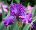 Swingtown Fragrant Bearded Iris Quart Container