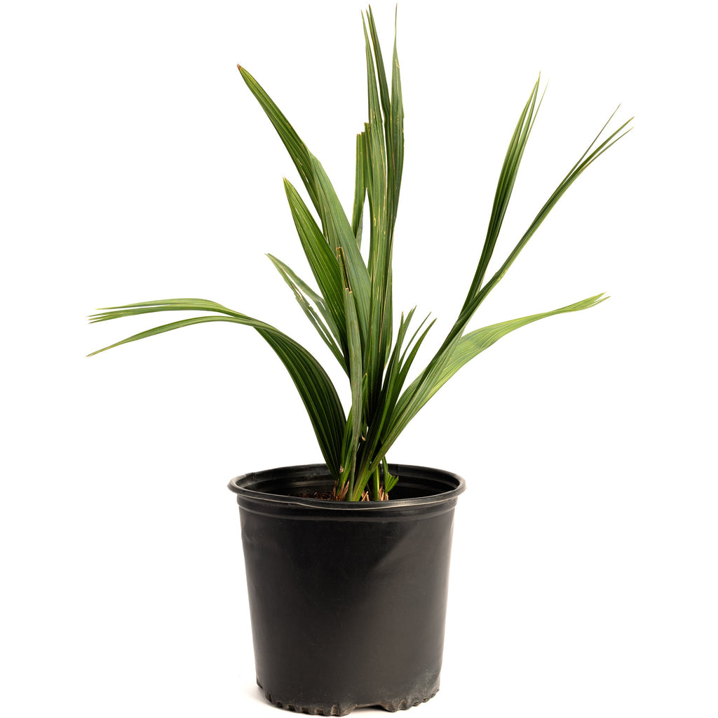Dwarf Palmetto Tree