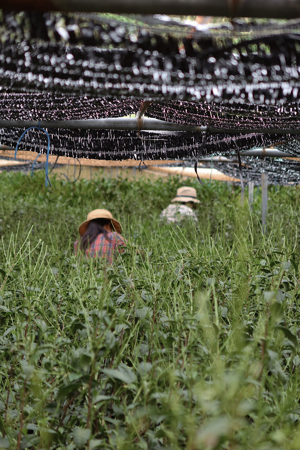 Two people wearing straw hats in a field with a large number of black bottles stacked in the background.