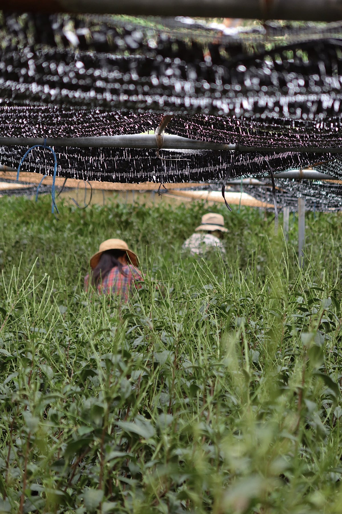 Two people wearing straw hats in a field with a large number of black bottles stacked in the background.