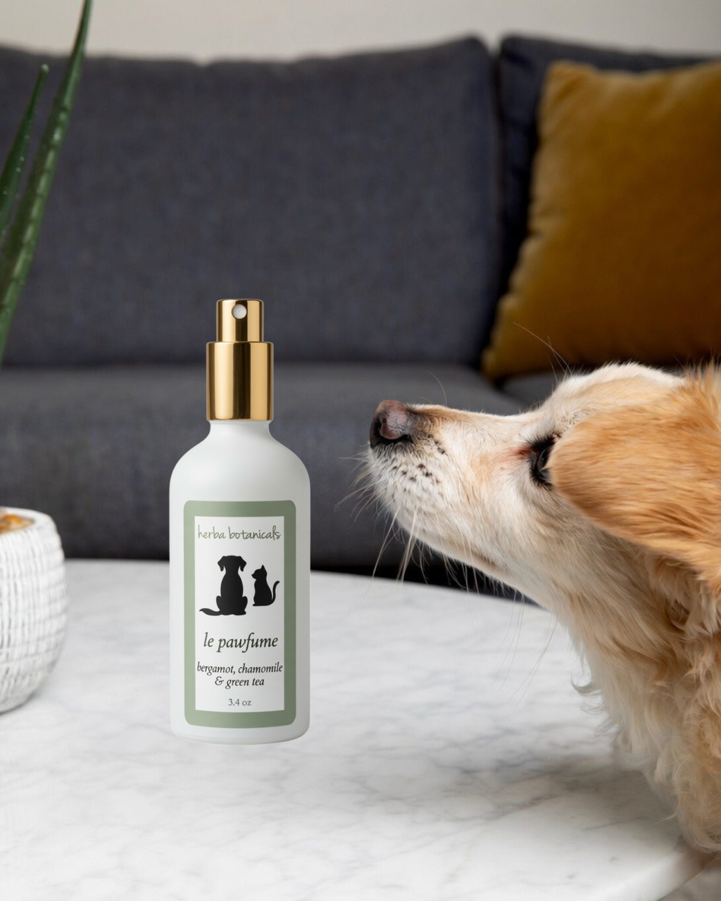 A bottle of dog spray labeled 'le parfum' stands on a white marble table next to a golden dog looking at the product, with a gray sofa and a yellow pillow in the background. Gentle Natural Pet Spray: Bergamot, Chamomile, Green Tea