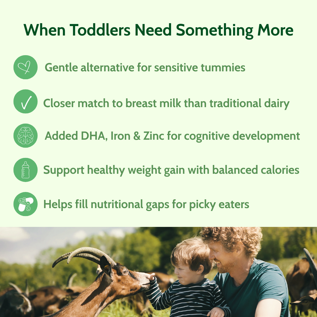 Holle Goat Milk Toddler Drink | Stage 3 (14 oz)