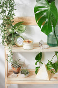 A styled wooden shelf display featuring a lit soy wax candle in a glass jar with dried flower petals on top, surrounded by green houseplants, crystals, and a small potted plant against a white wall.