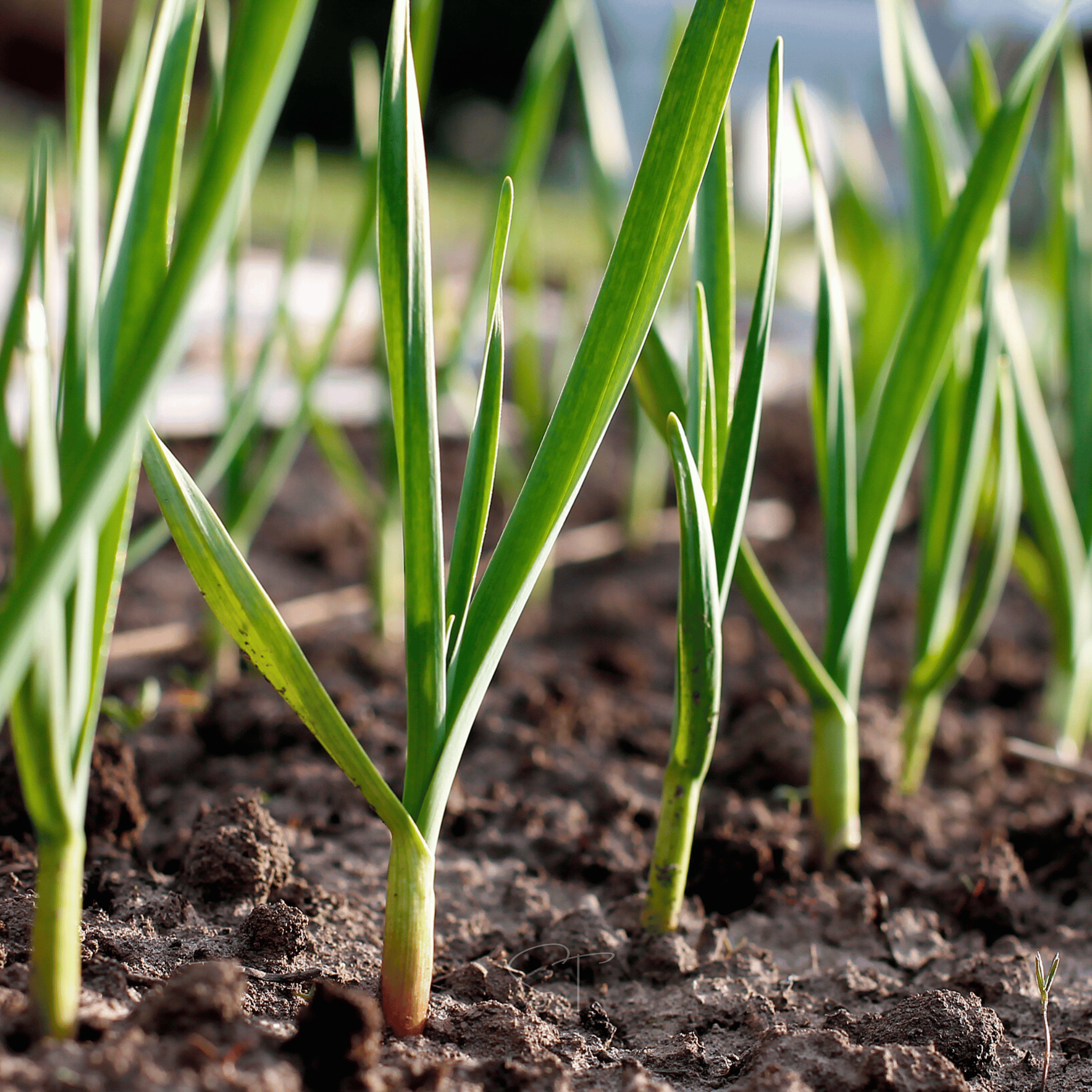American Flag Leek – 200 Seeds