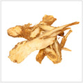 Angelica Root