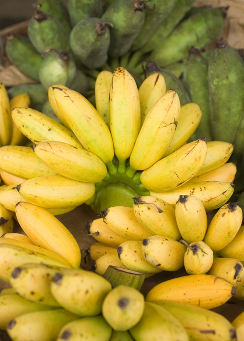 Manzano Apple Banana (Musa acuminata) plant with clusters of ripe yellow and unripe green bananas, showcasing this sweet tropical fruit variety. Banana 'Manzano' Apple Banana (Musa acuminata) Plant