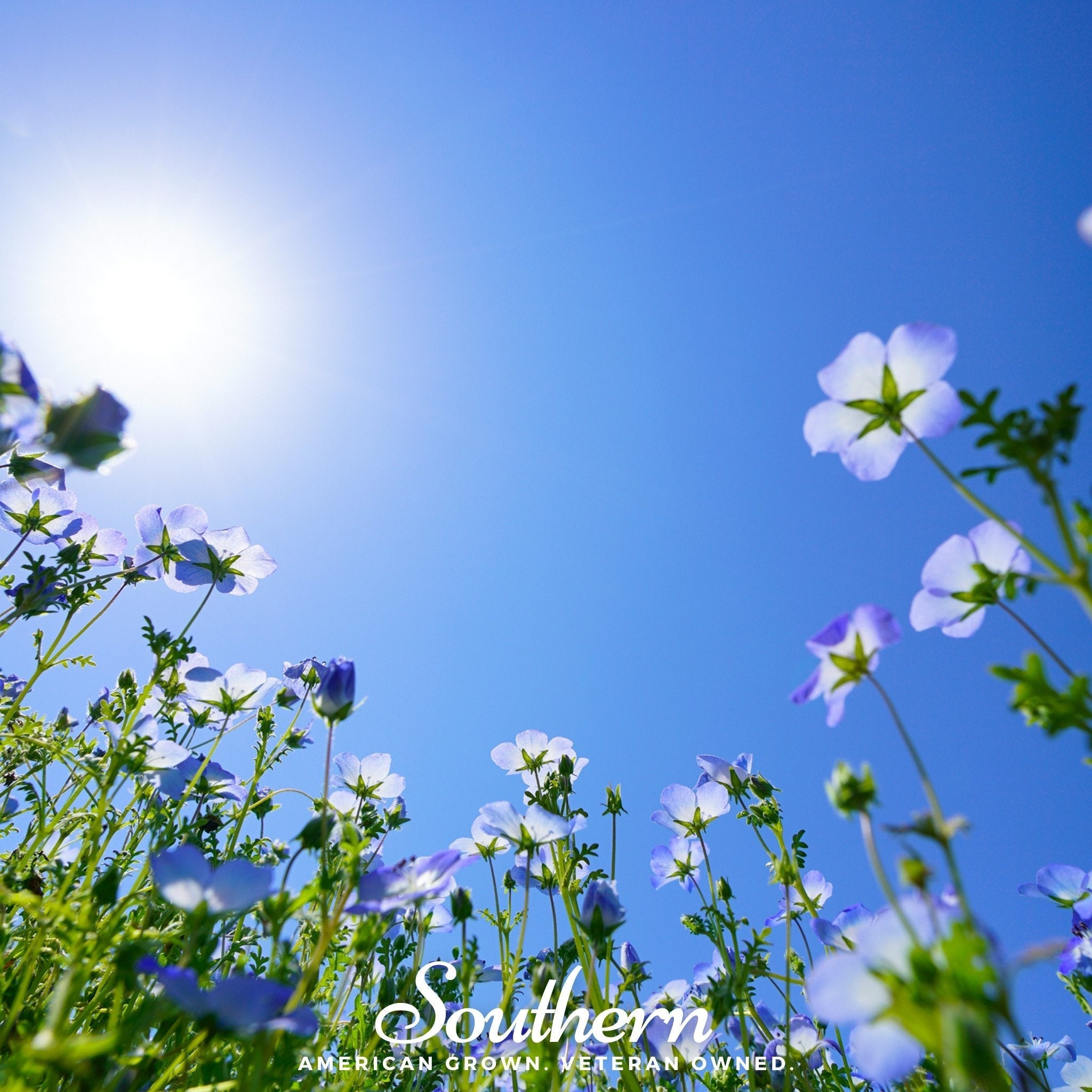 Baby Blue Eyes – 200 Seeds