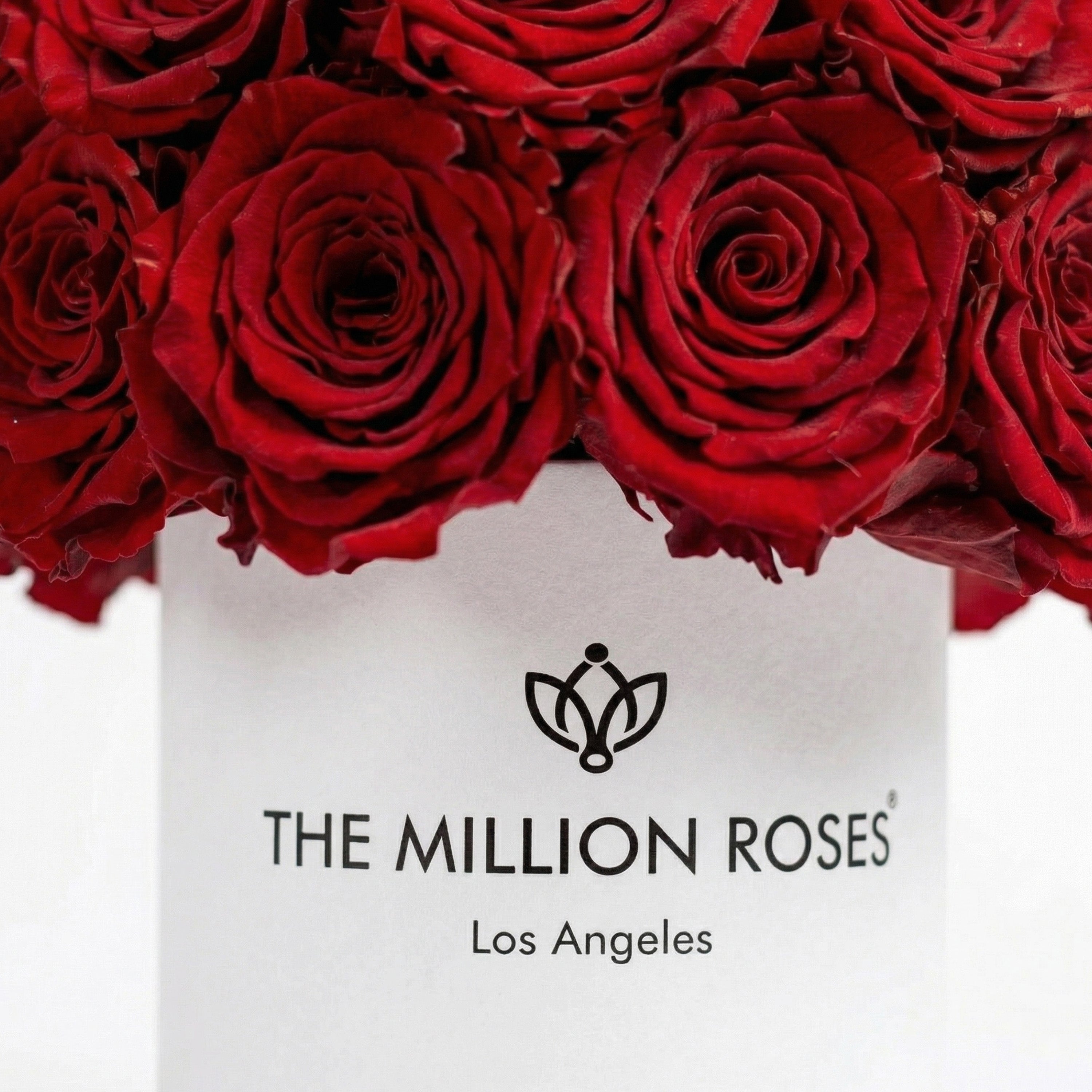 Essence White Superdome Box | Red Roses