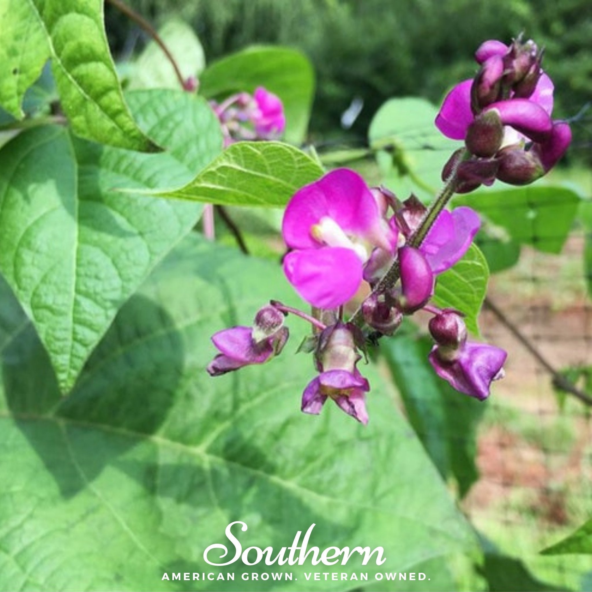 Blue Coco Bean (Pole) – 30 Seeds
