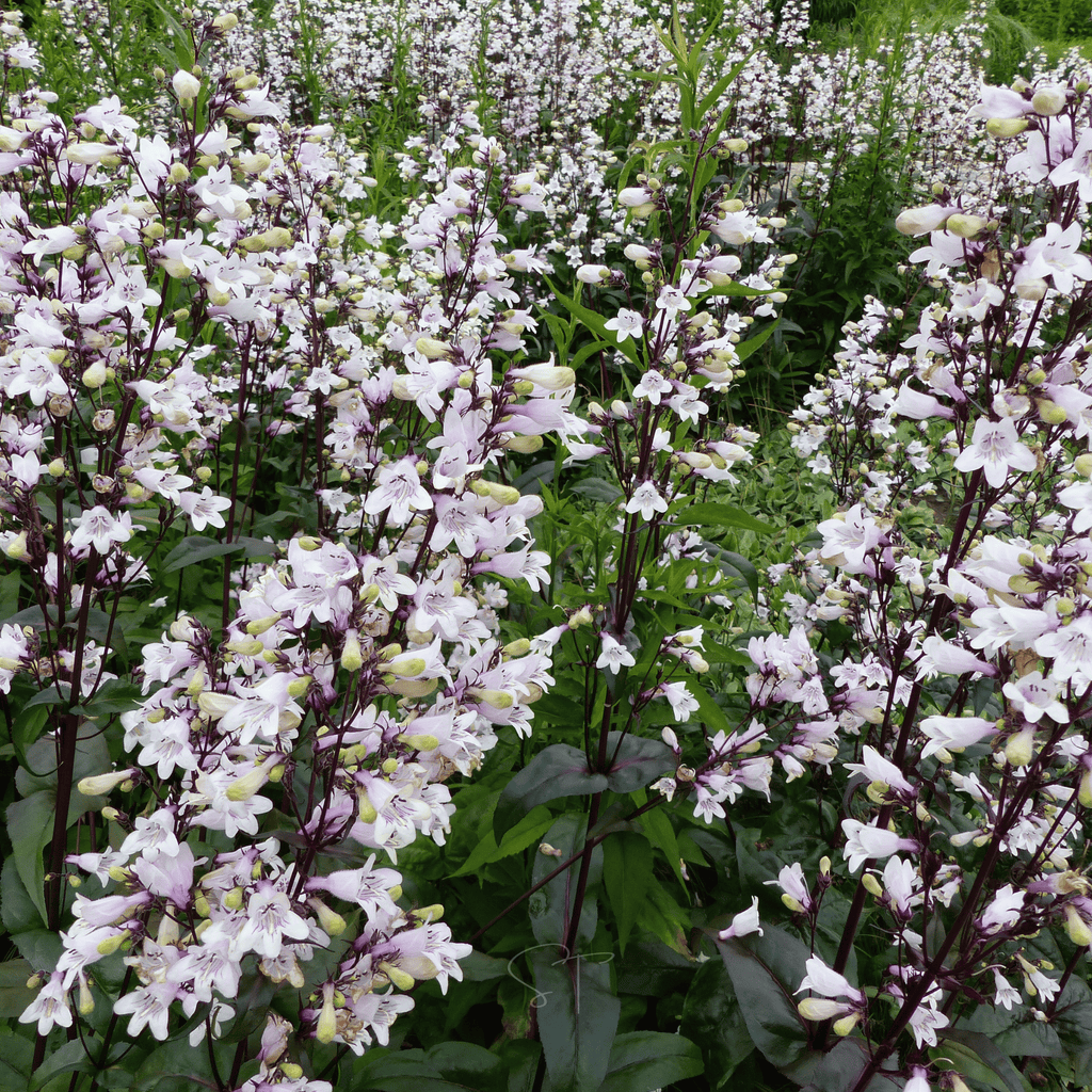Beardtongue Foxglove – 200 Seeds