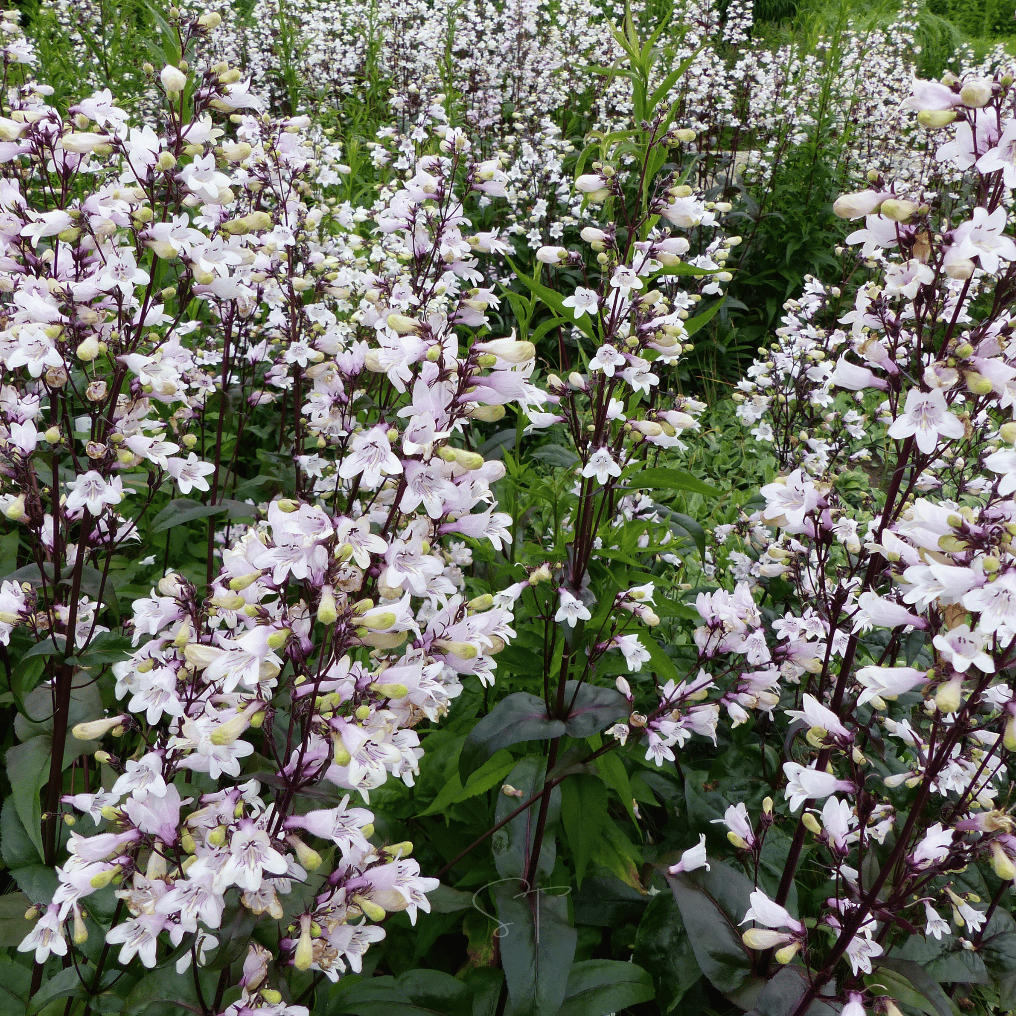 Beardtongue Foxglove – 200 Seeds