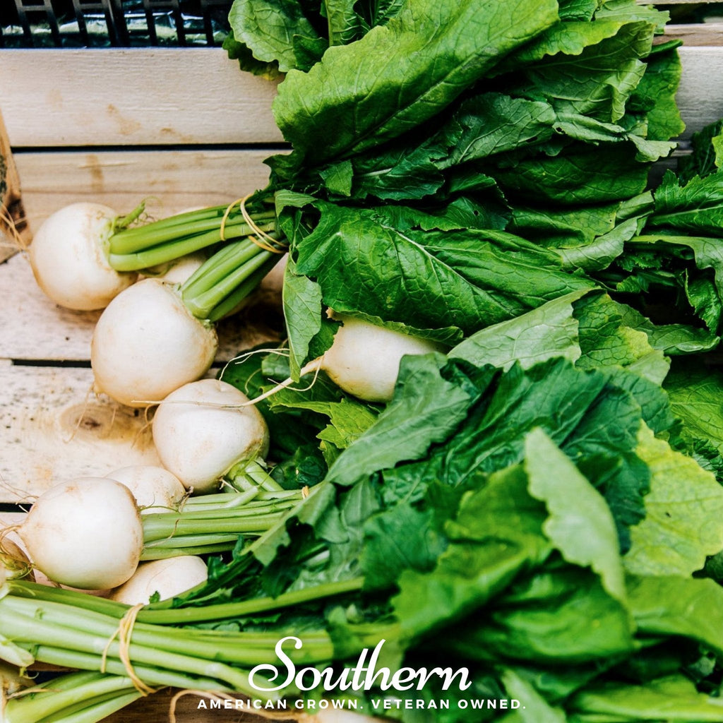 Detroit White Beet – 200 Seeds
