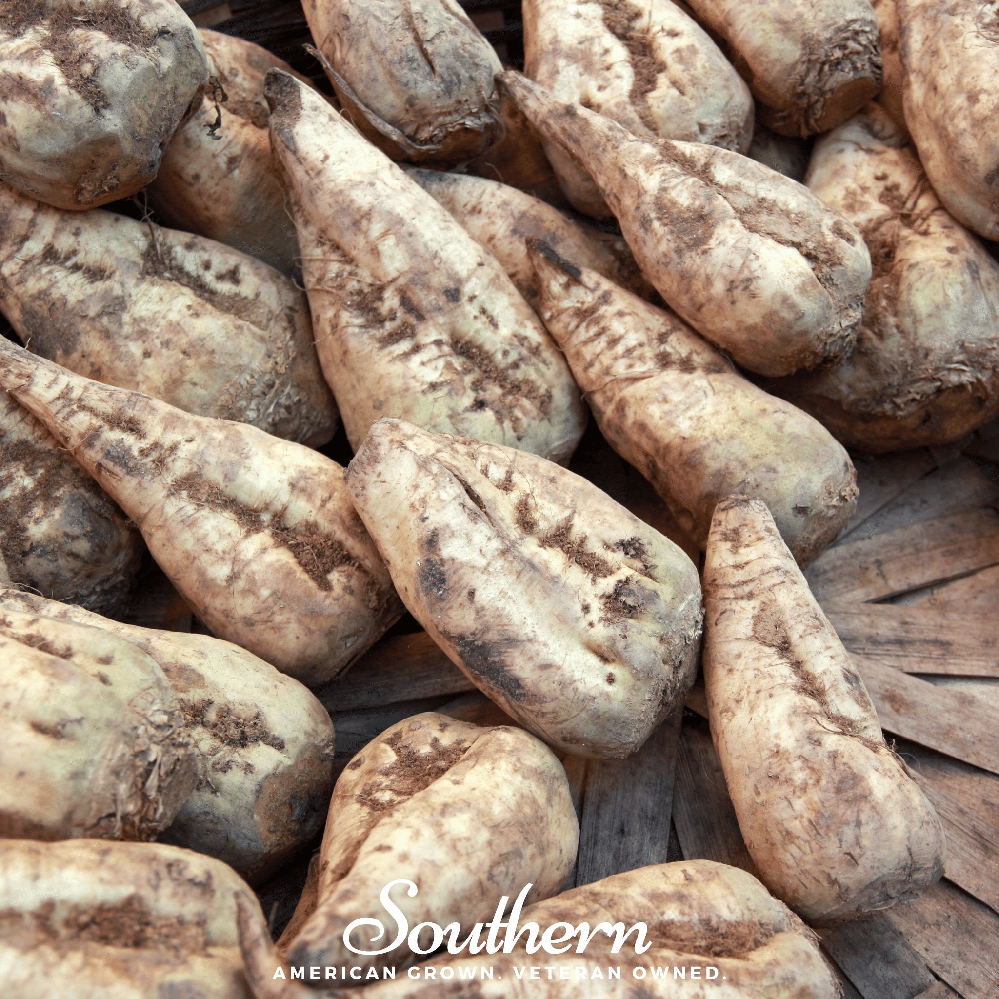 Sugar Beet – 50 Seeds