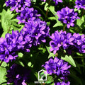 Superba Bellflower – 50 Seeds