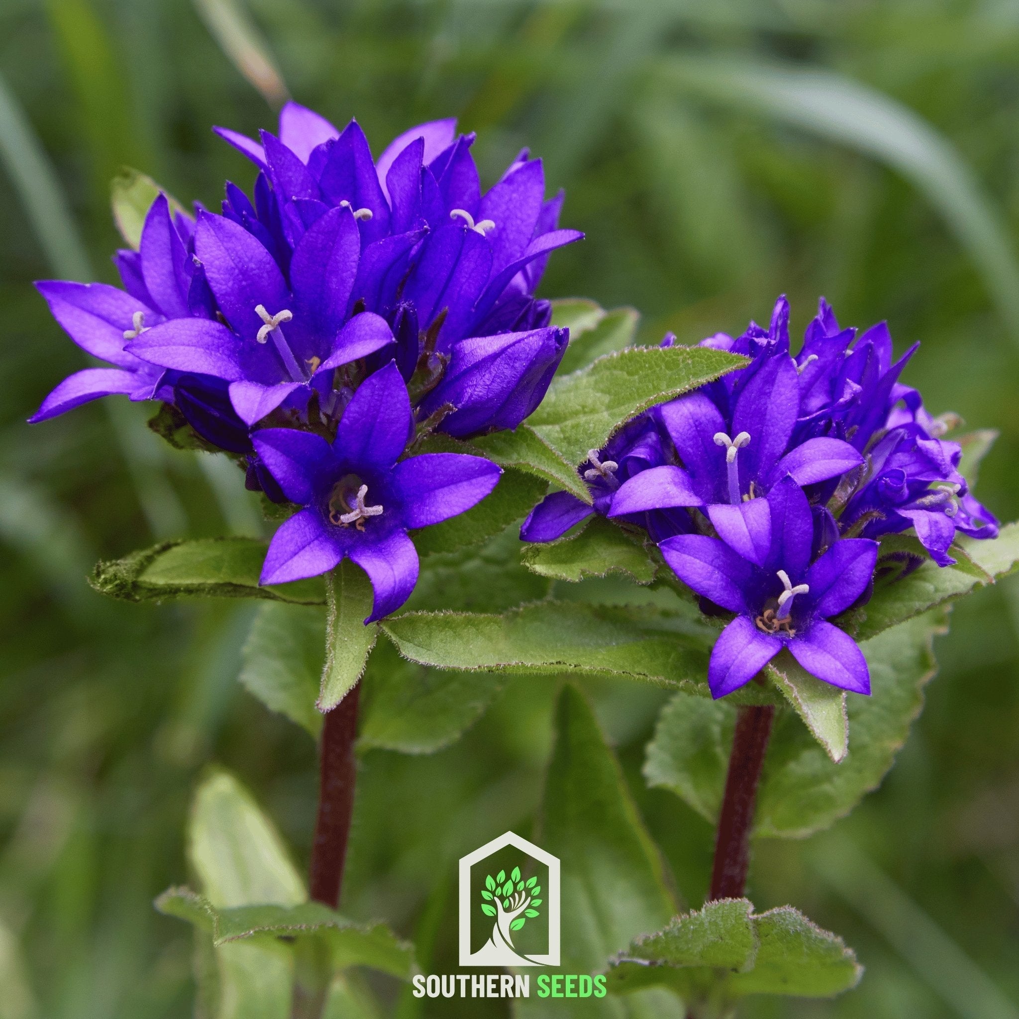 Superba Bellflower – 50 Seeds