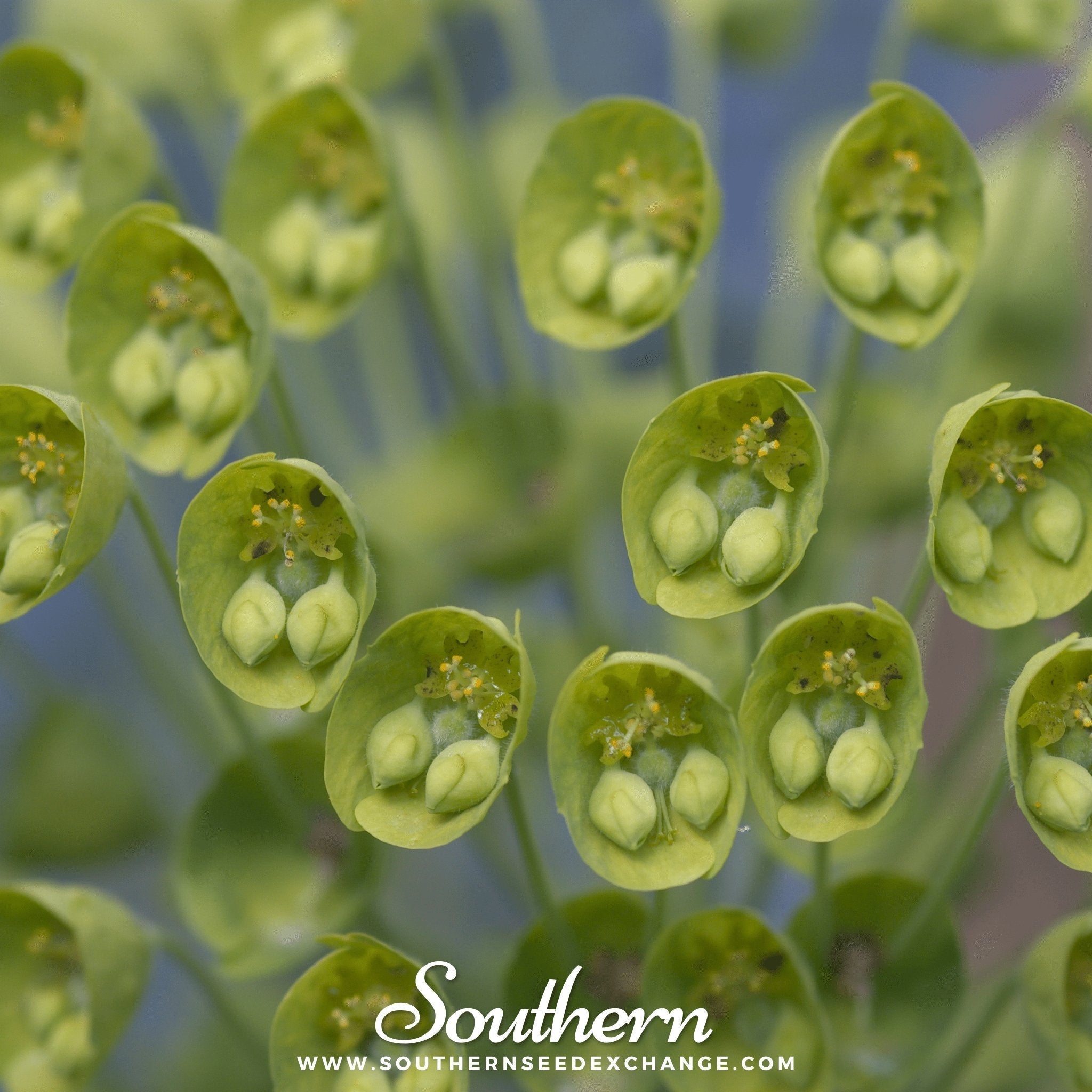 Bells of Ireland – 100 Seeds