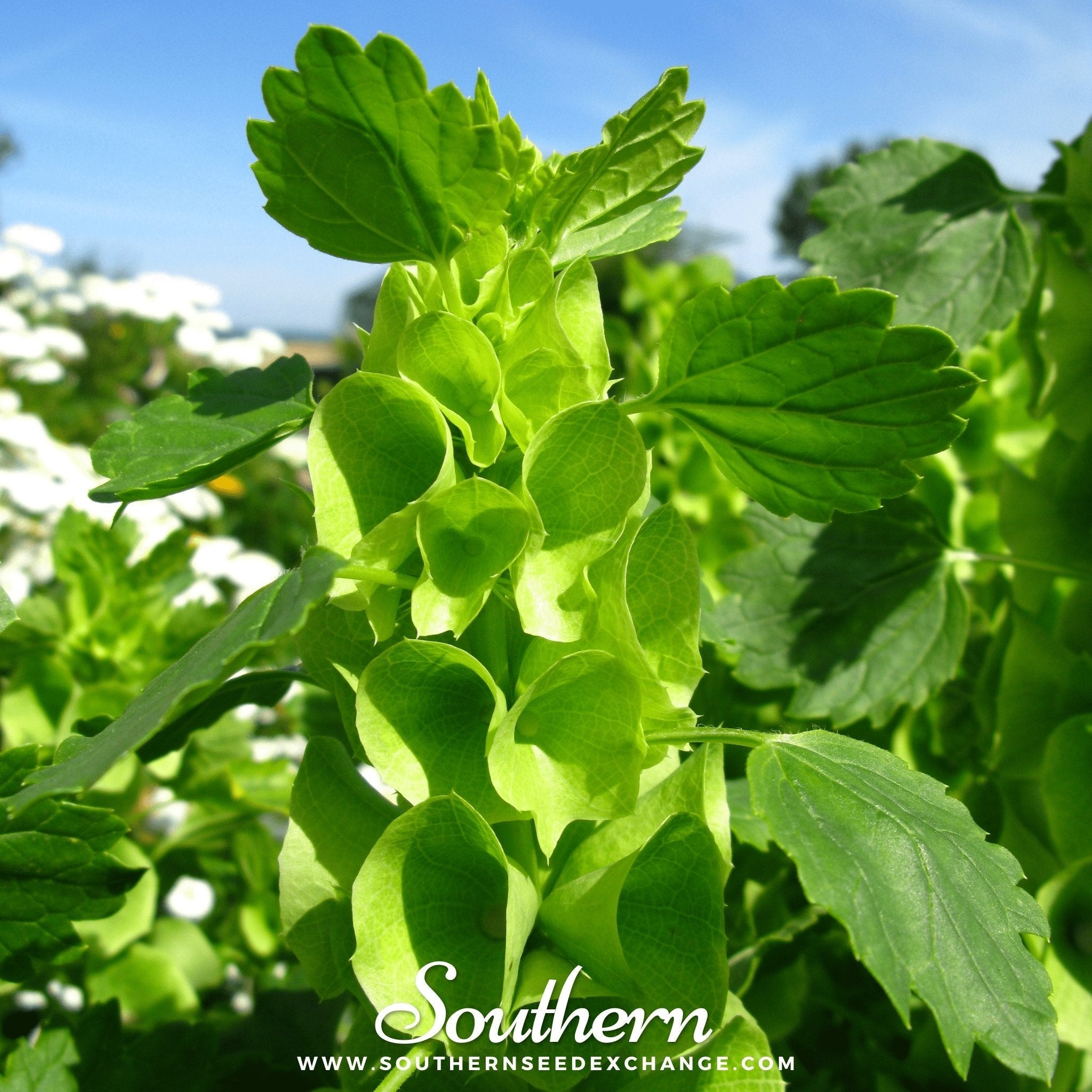 Bells of Ireland – 100 Seeds