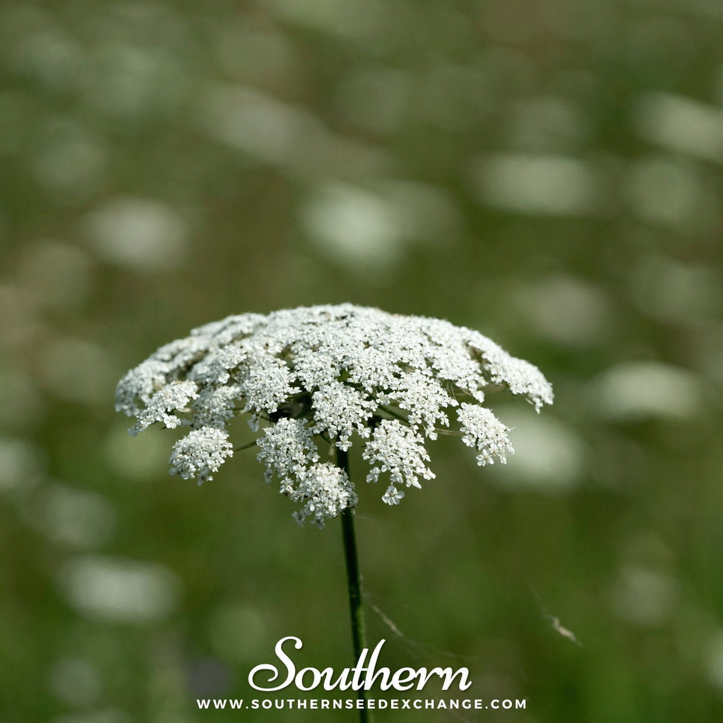 Bishop’s Flower (Wild Carrot) – 500 Seeds