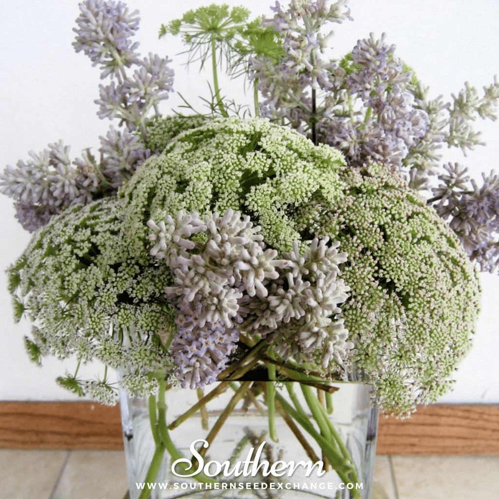 Bishop’s Flower (Wild Carrot) – 500 Seeds