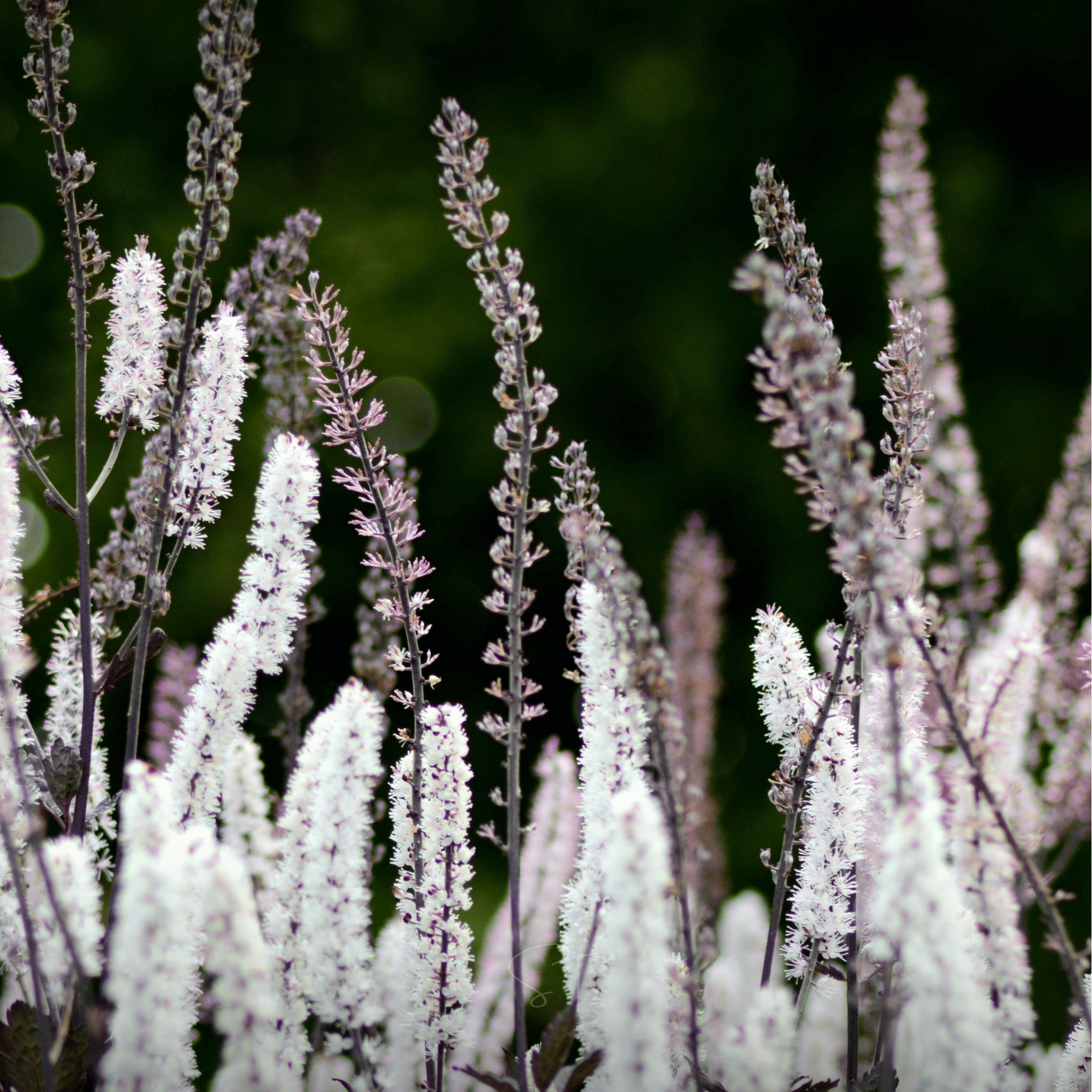 Black Cohosh (Bugbane) – 25 Seeds