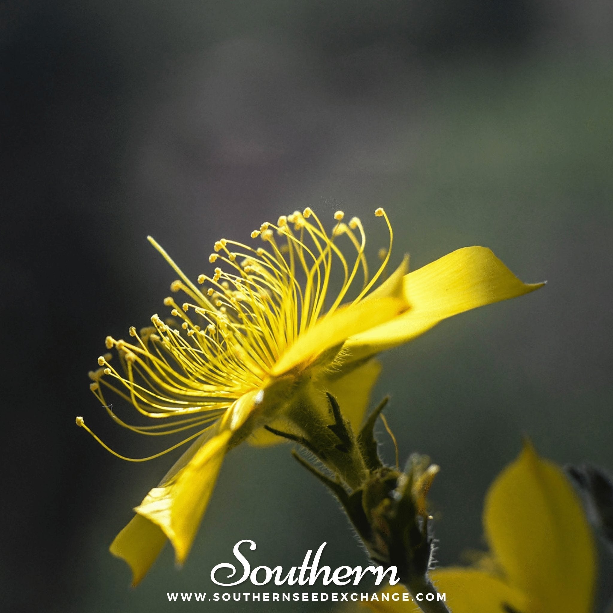 Yellow Blazing Star – 50 Seeds
