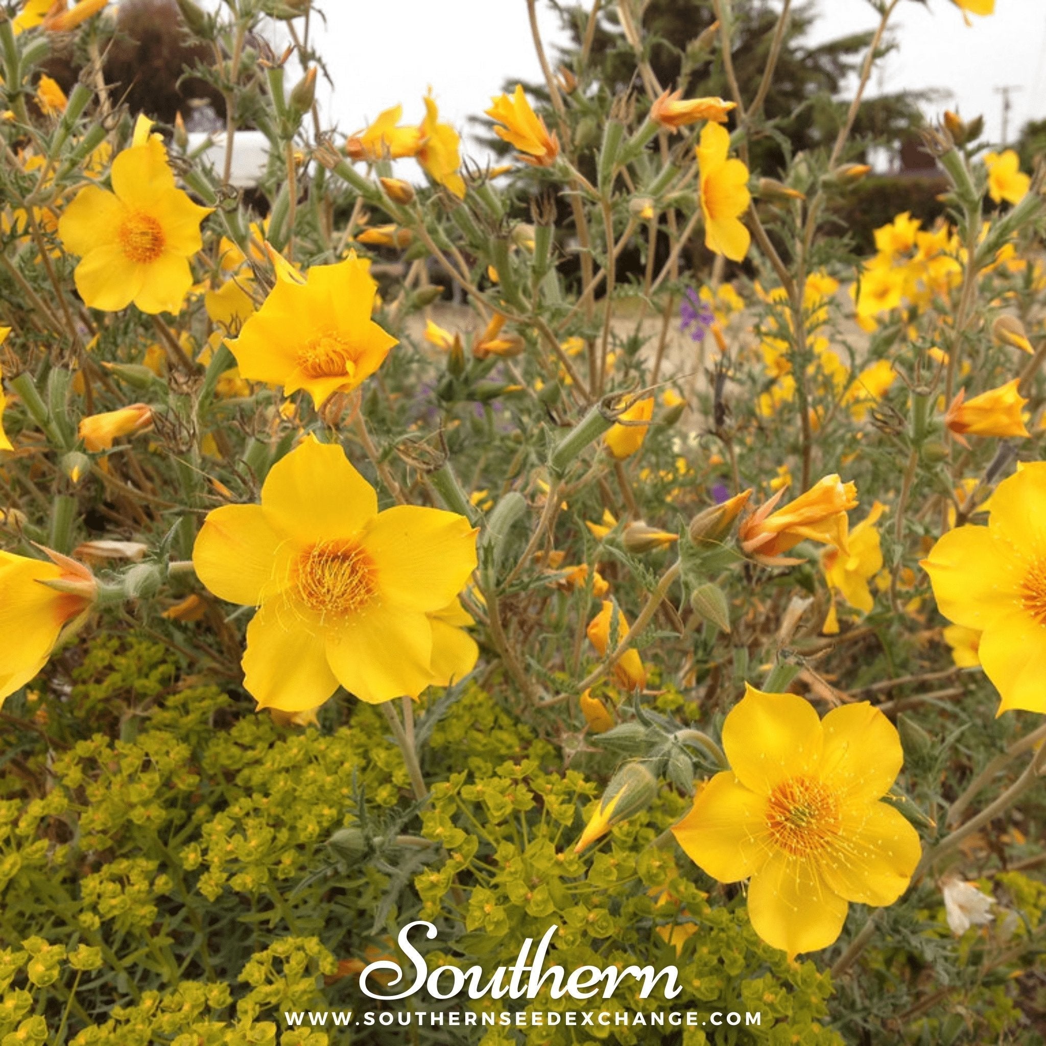 Yellow Blazing Star – 50 Seeds
