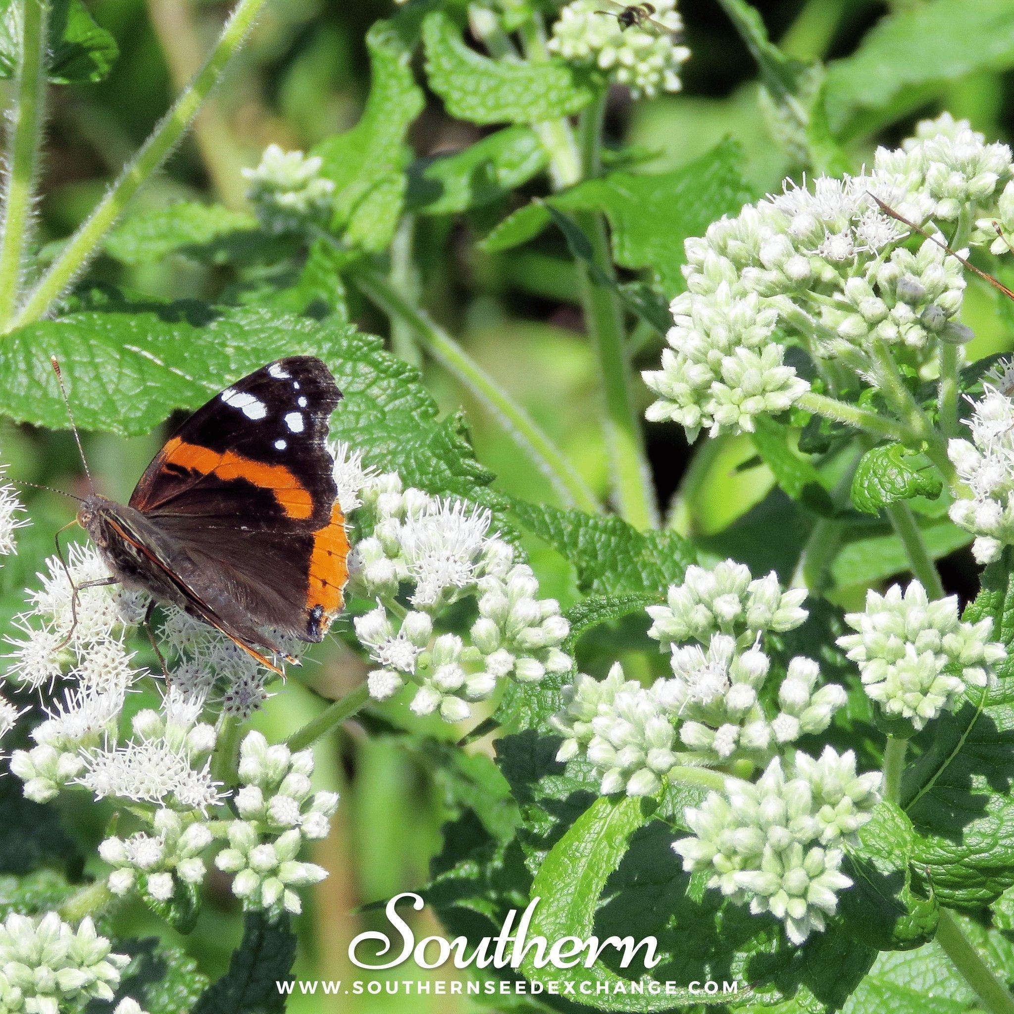 Boneset (Eupatorium) – 100 Seeds