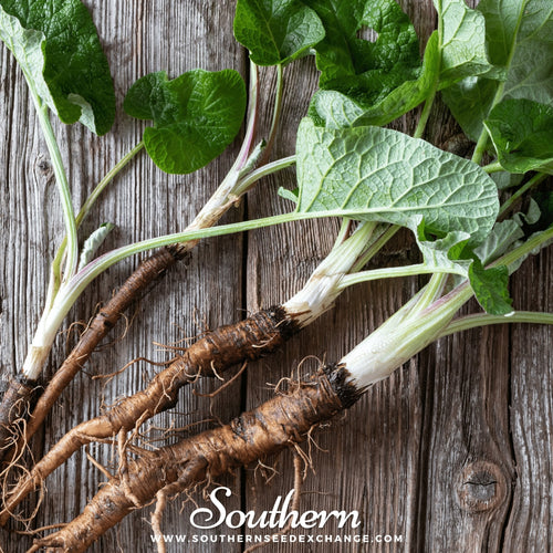 Burdock – 50 Seeds