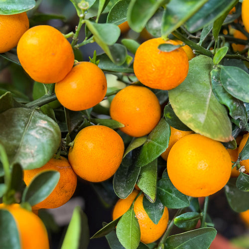 Calamondin Orange Tree