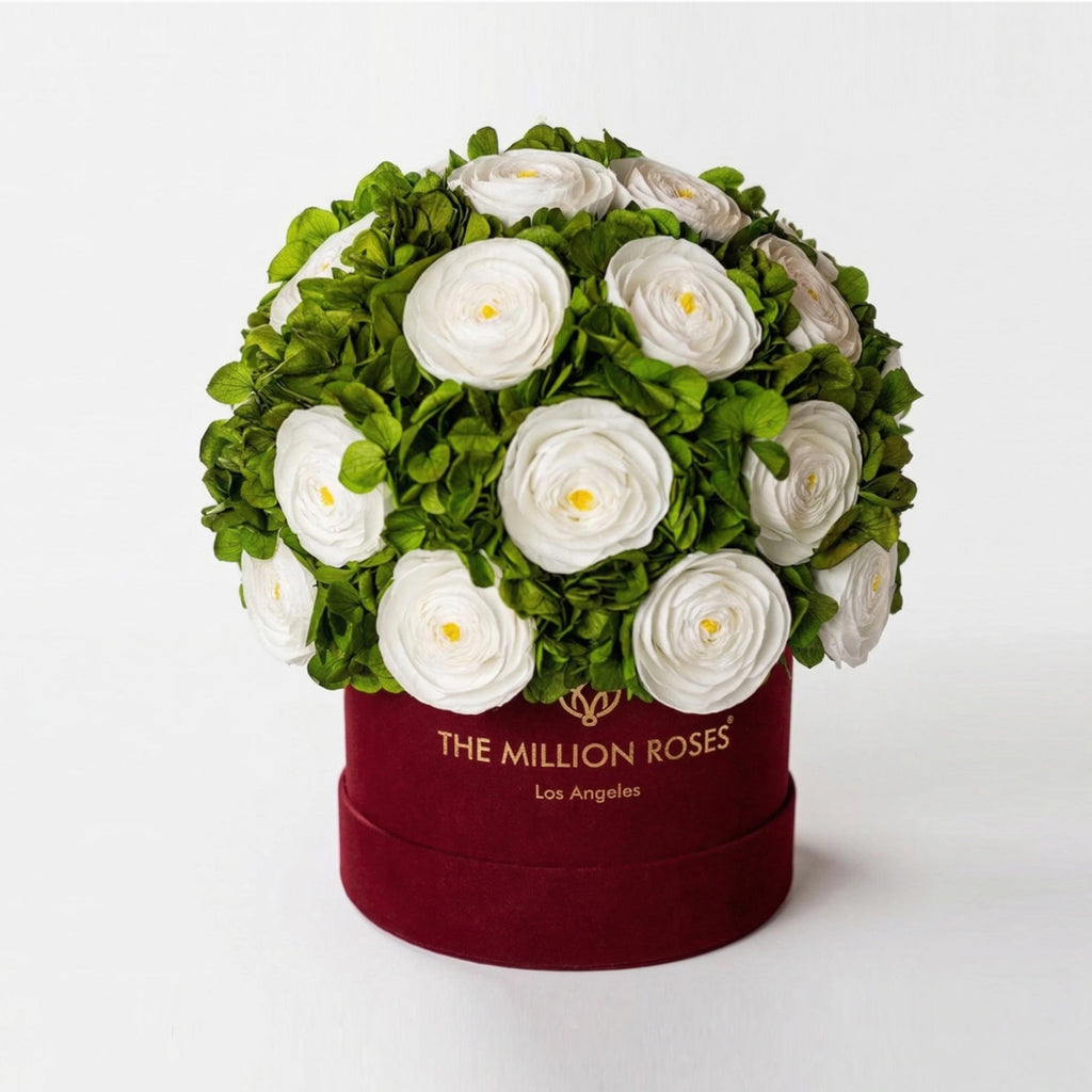 Classic Bordeaux Suede Box | White Persian Buttercups & Green Hydrangeas