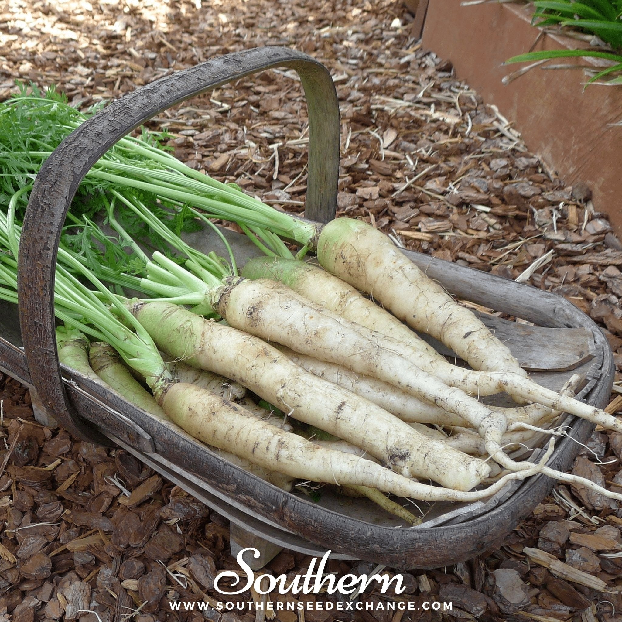 Lunar White Carrot – 250 Seeds