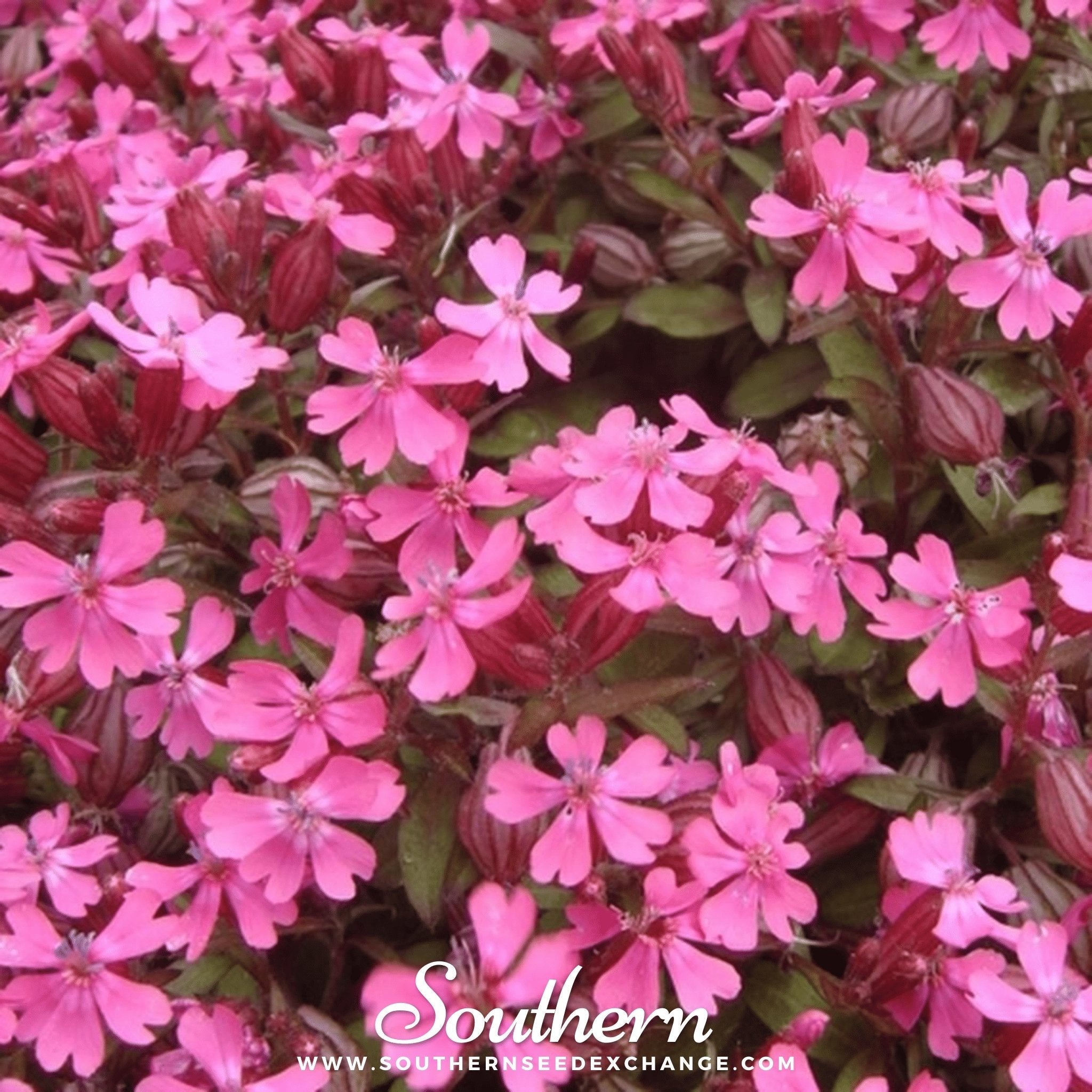 Nodding Catchfly – 100 Seeds