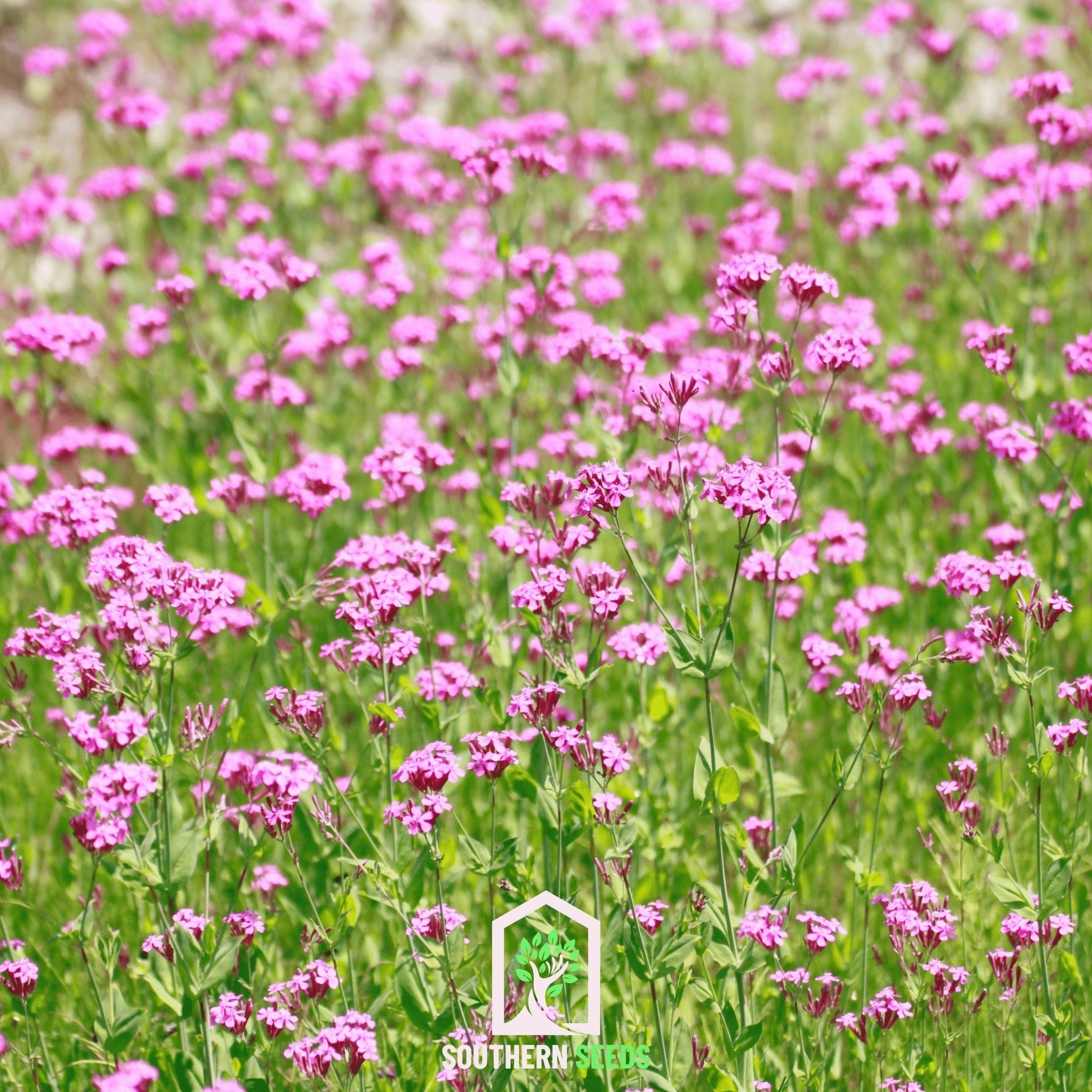 None So Pretty Catchfly – 250 Seeds