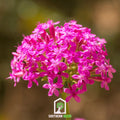 None So Pretty Catchfly – 250 Seeds