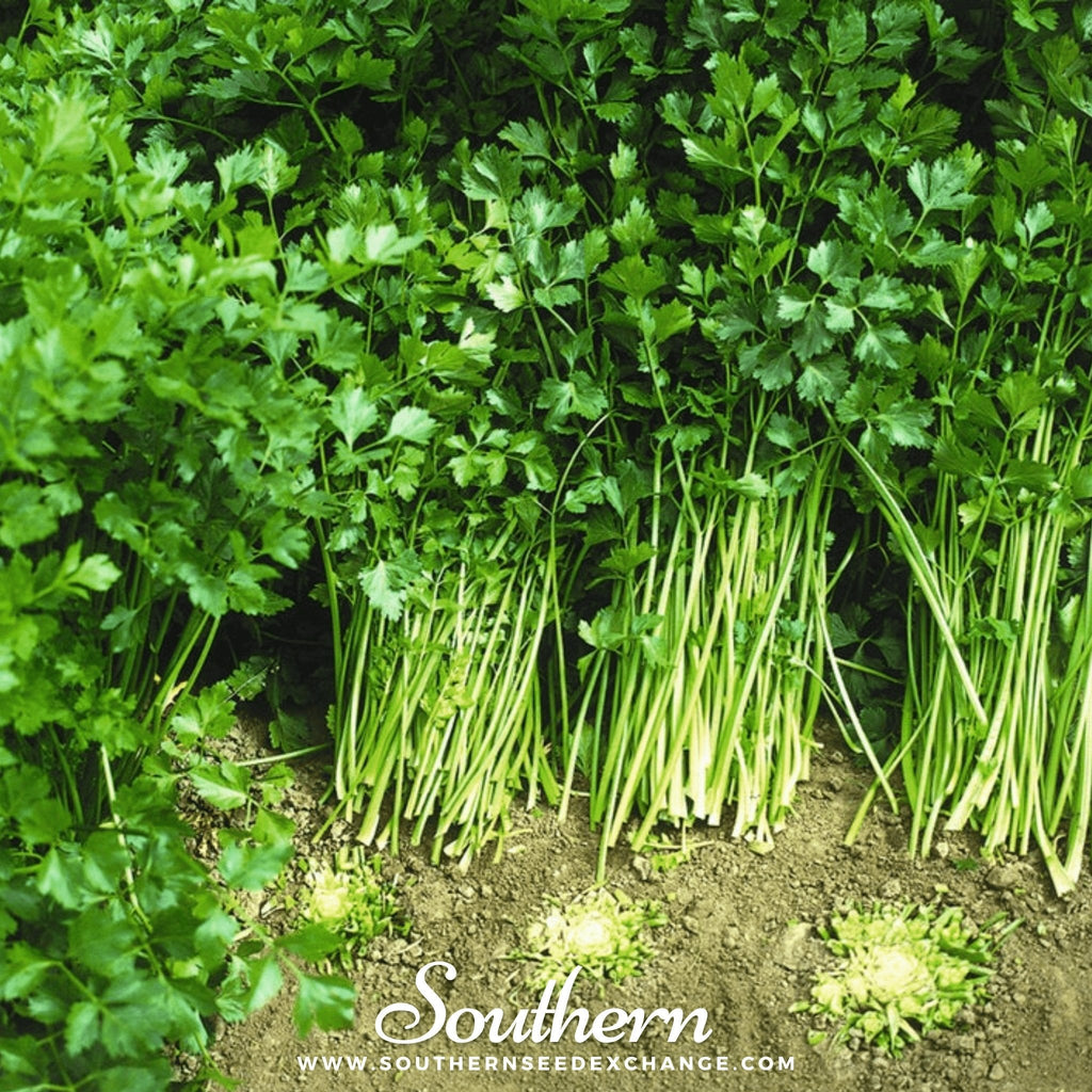 Cutting Celery – 200 Seeds