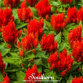 Nana Glitter Scarlet Celosia – 30 Seeds