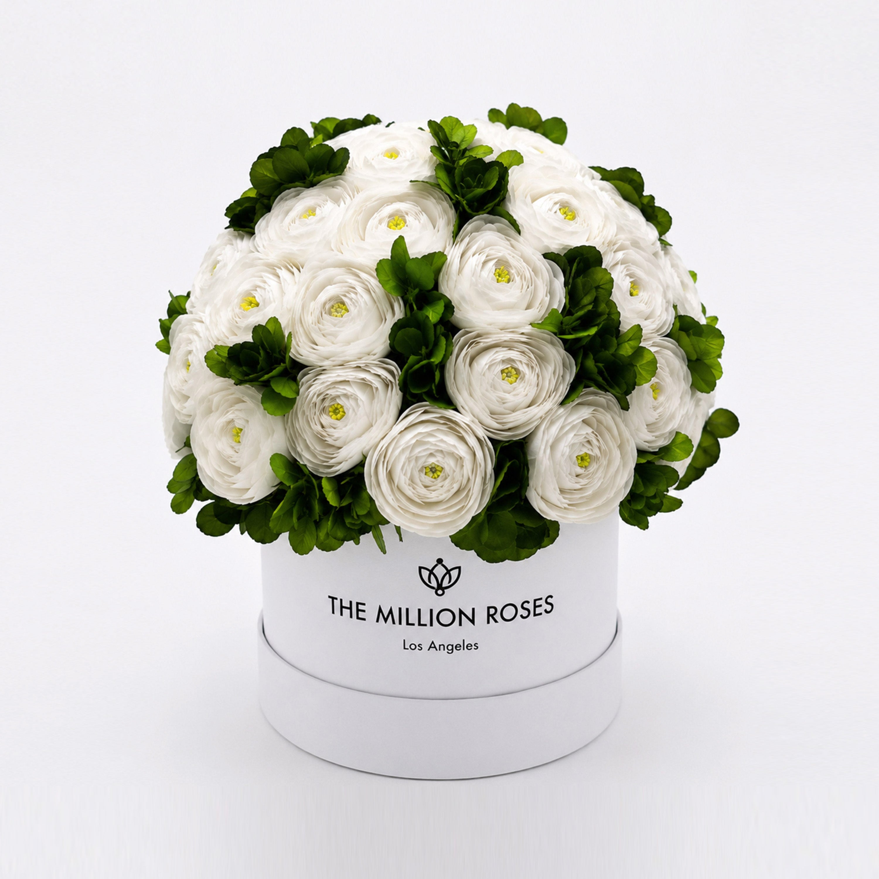 Classic White Box | White Persian Buttercups & Green Hydrangeas