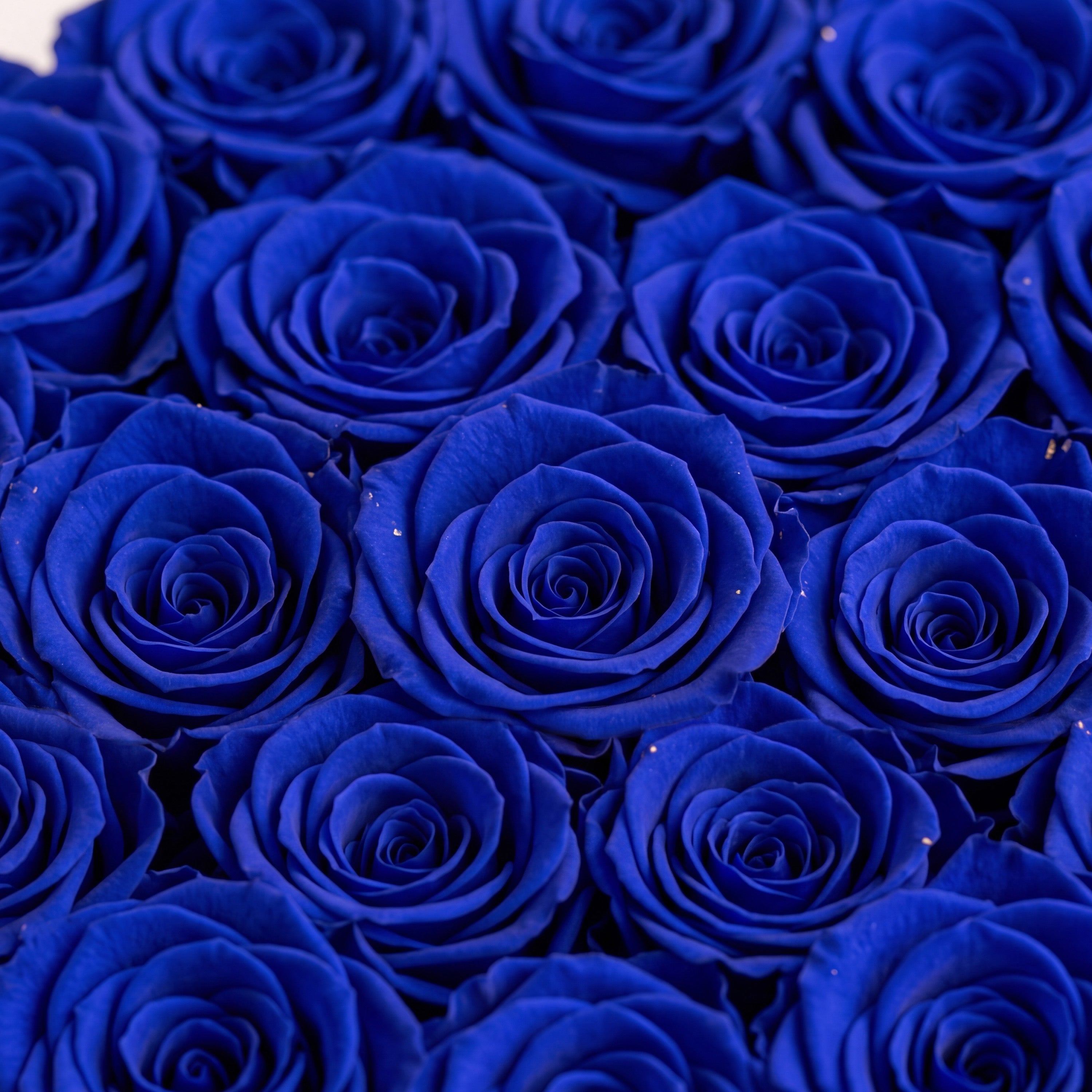 Classic Royal Blue Suede Box | Royal Blue Roses