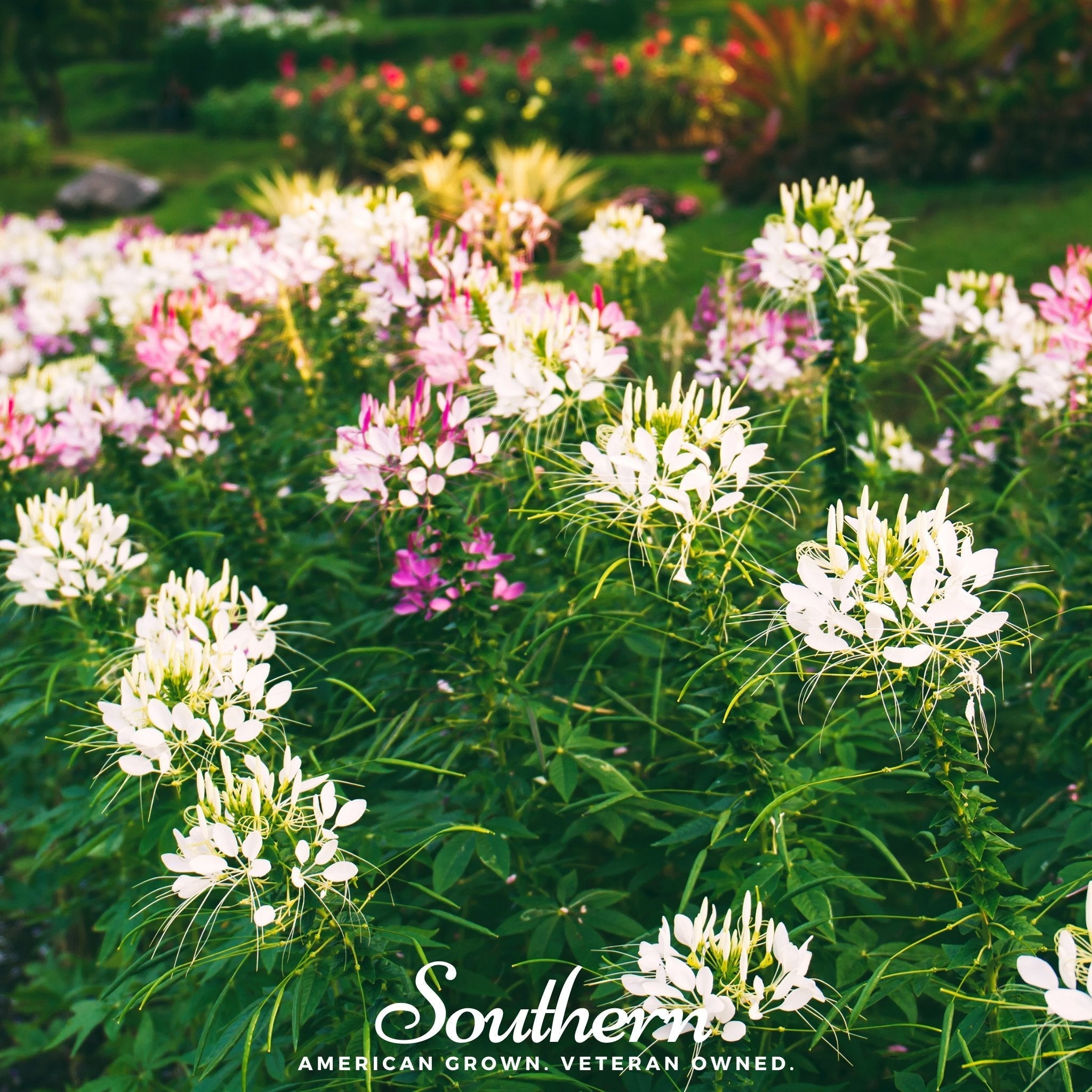 Spider Flower Cleome – 50 Seeds