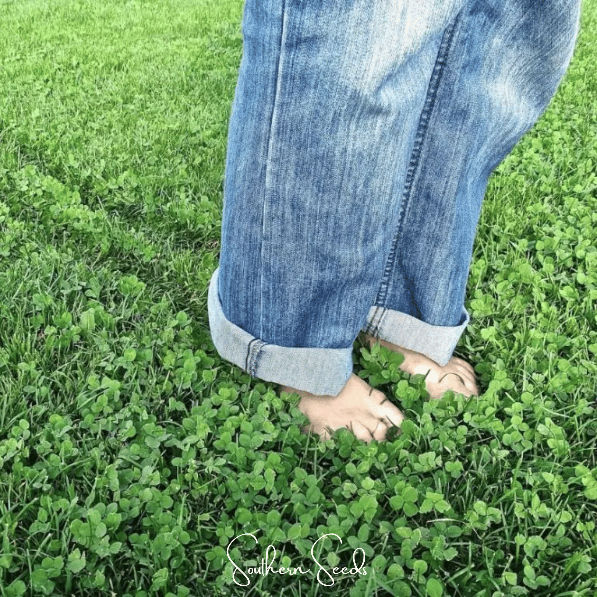 Micro Clover (Mini) – 10,000 Seeds