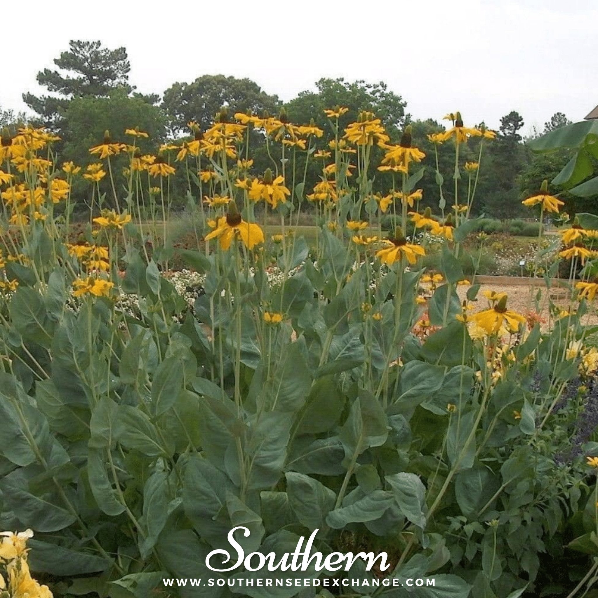 Great Coneflower – 100 Seeds
