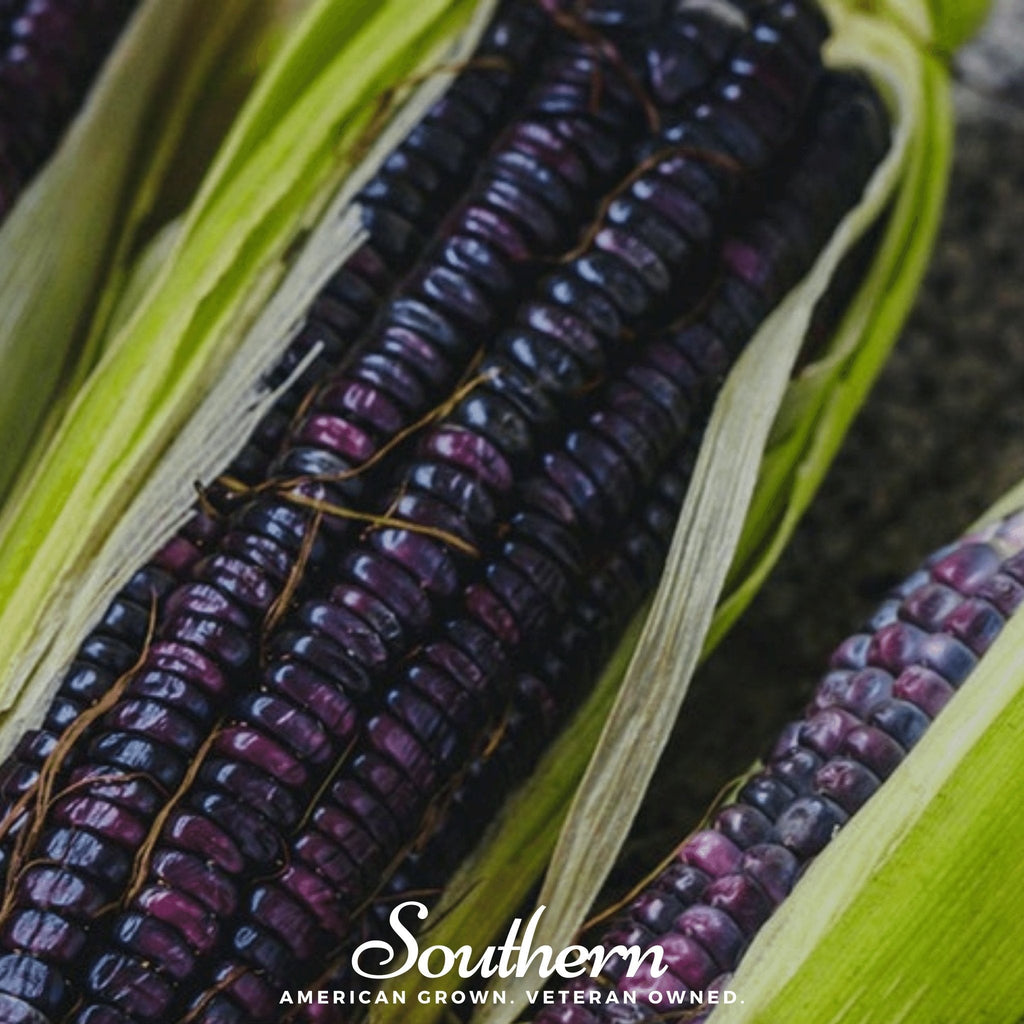 Hopi Blue Corn – 30 Seeds