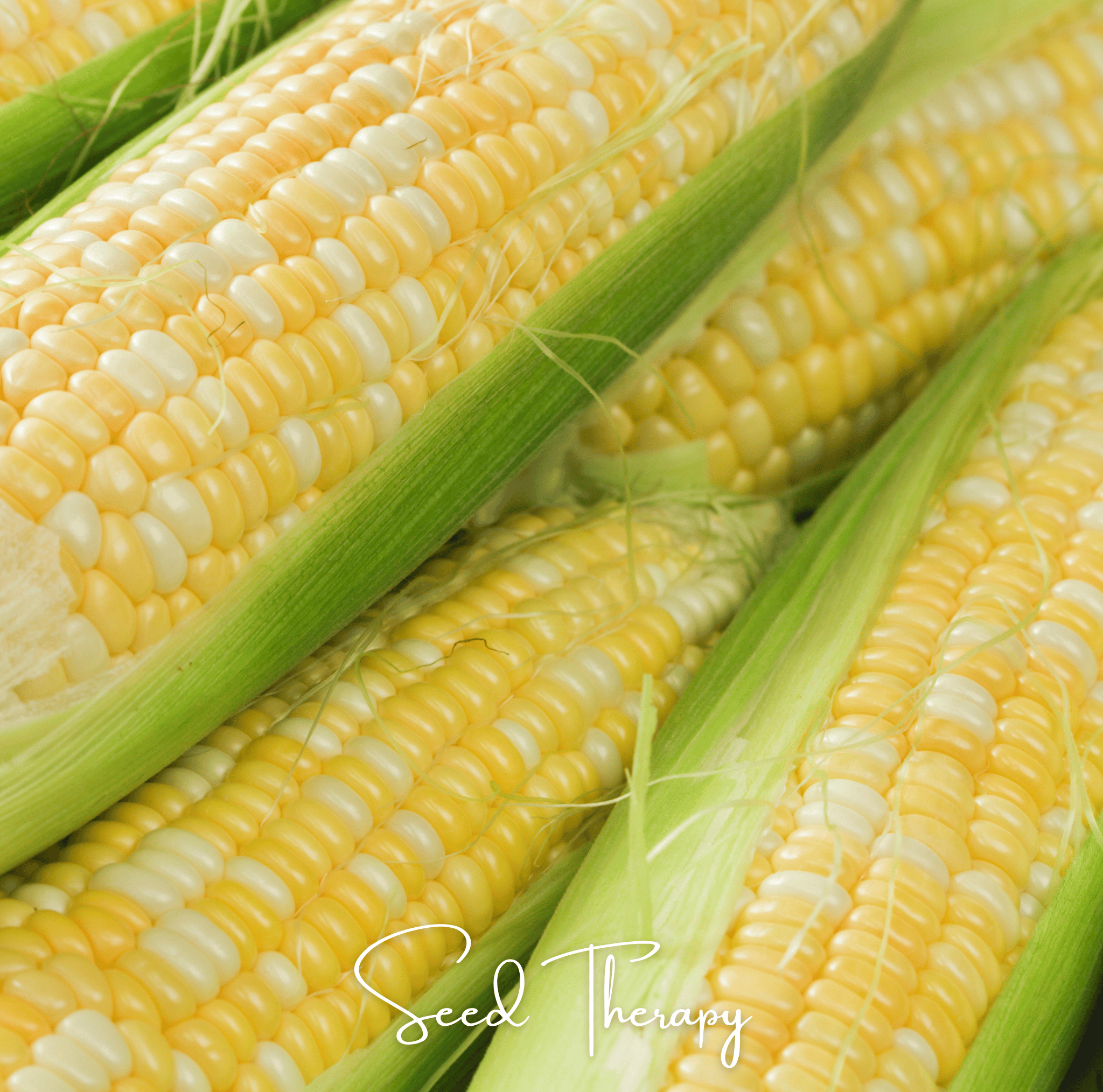 Peaches & Cream Corn – 30 Seeds