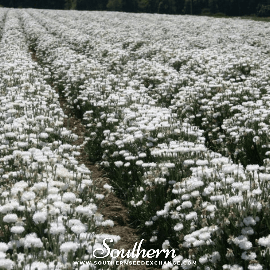 Tall White Cornflower – 100 Seeds