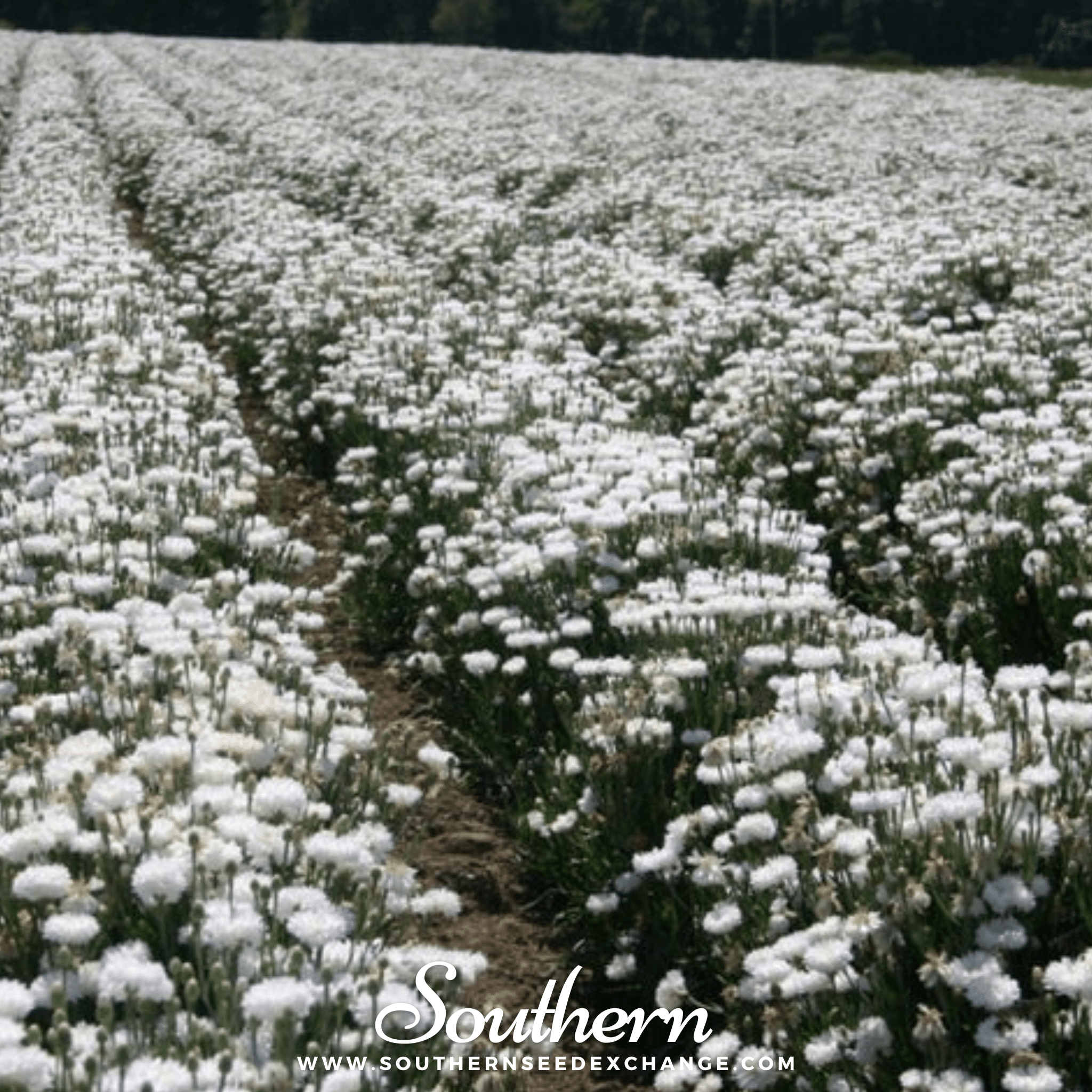 Tall White Cornflower – 100 Seeds