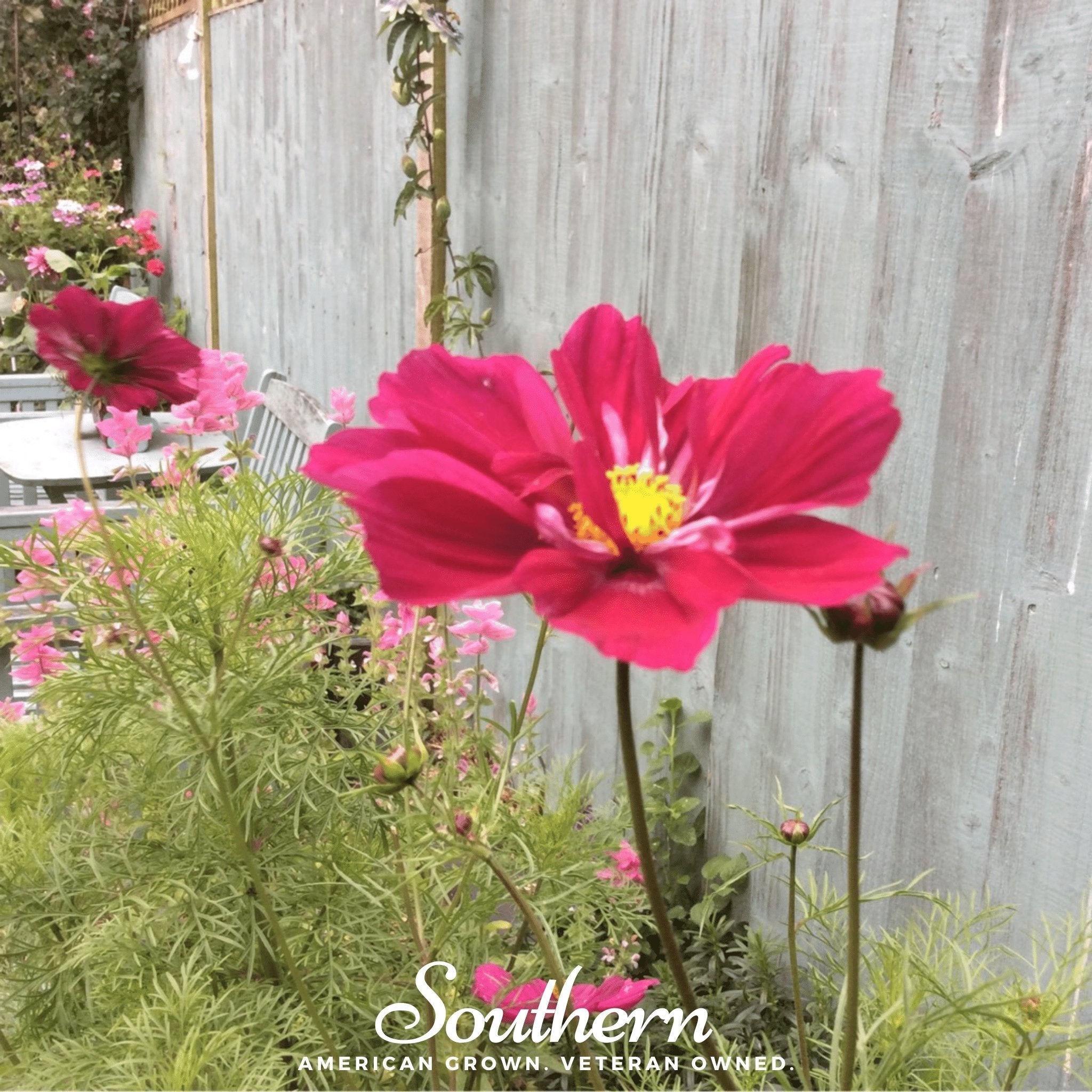 Dazzler Cosmos – 100 Seeds