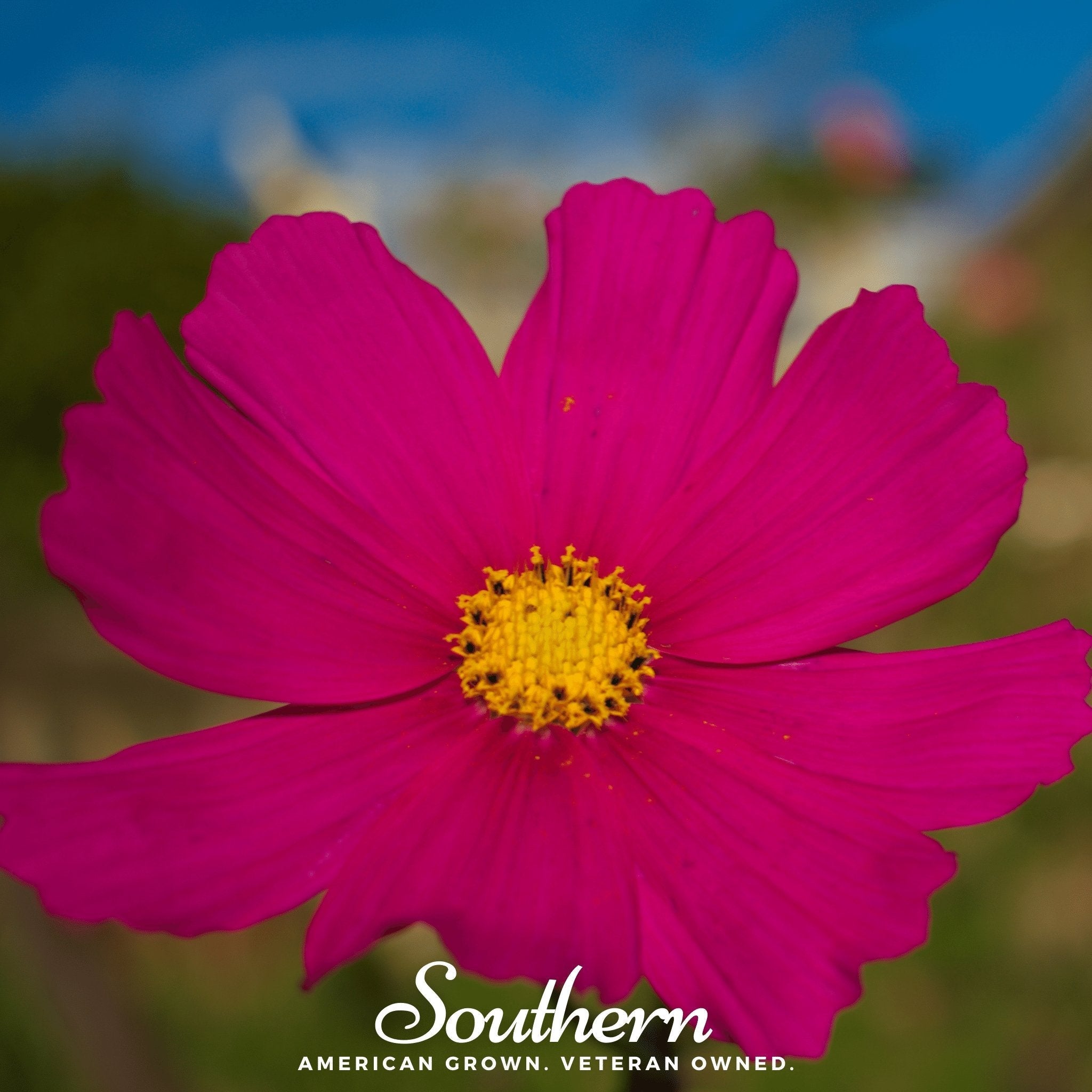 Dazzler Cosmos – 100 Seeds