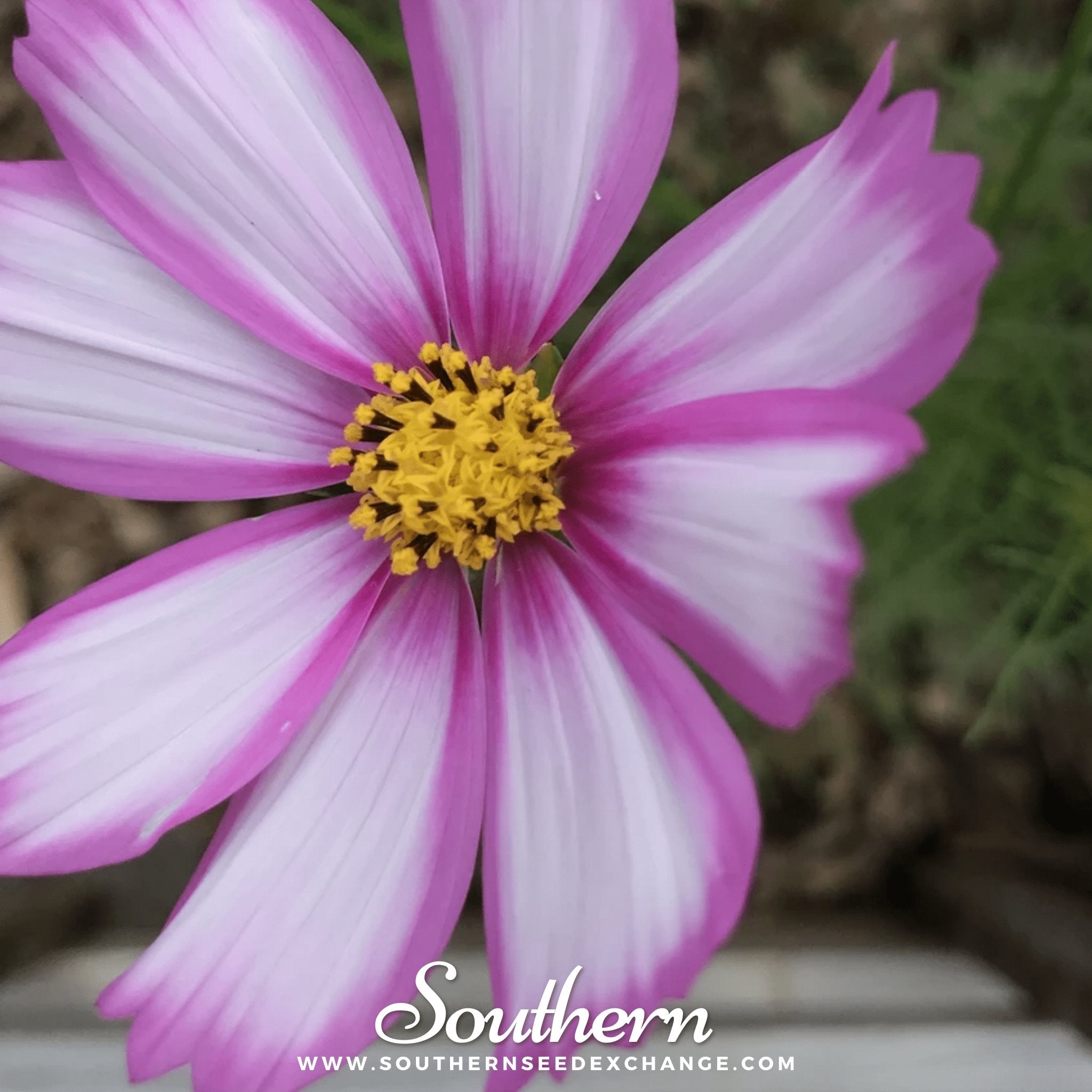 Picotee Cosmos – 100 Seeds