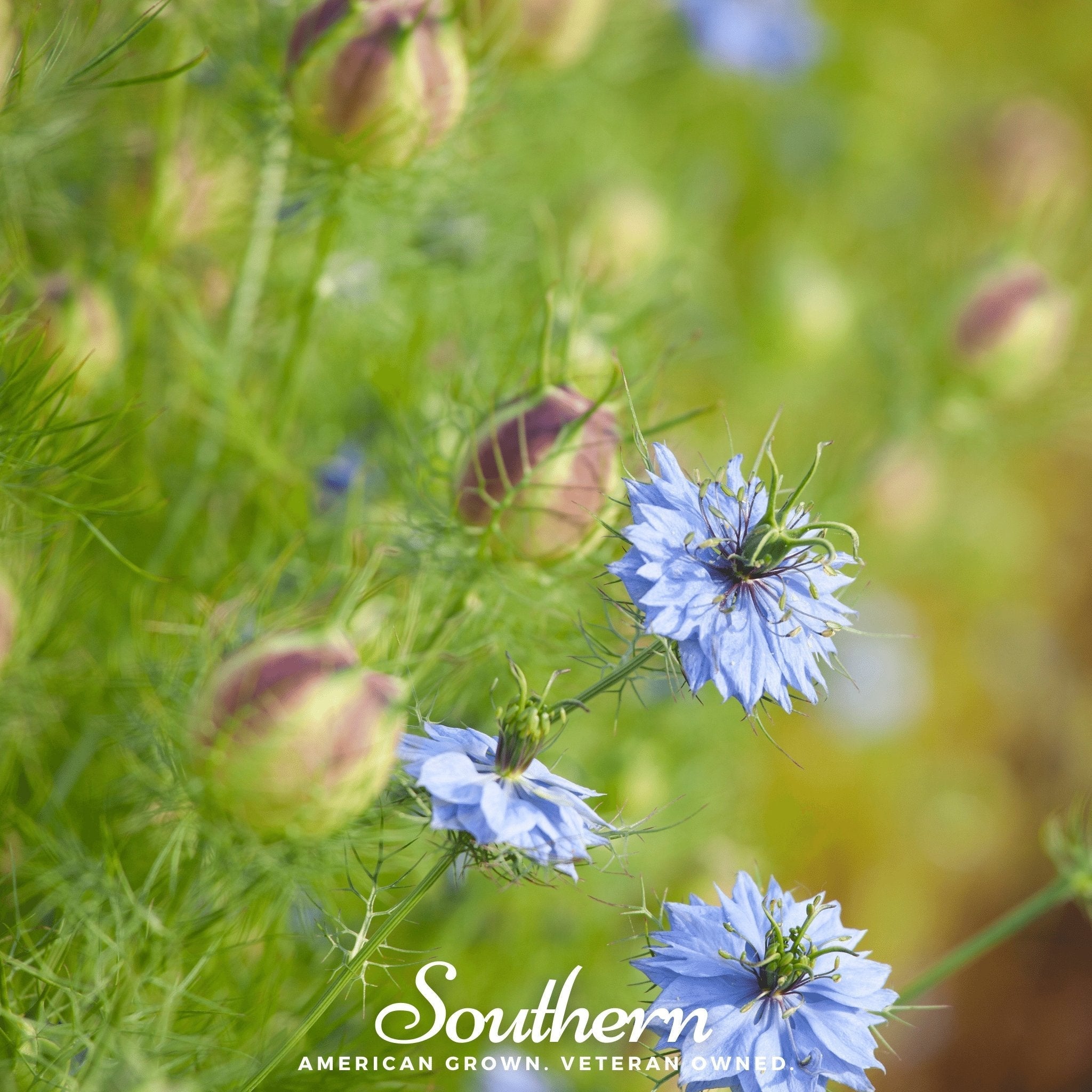 Black Cumin – 50 Seeds